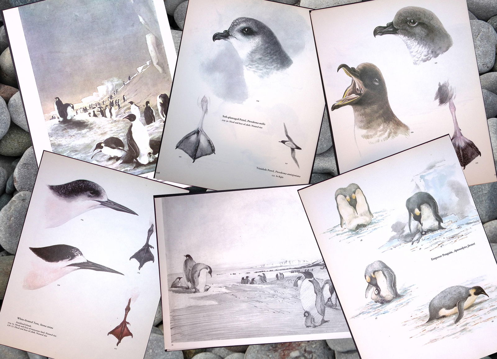 Job-Lot Wilson's Birds of the Antarctic Vintage Coloured Illustrations-4 (1 of 7)