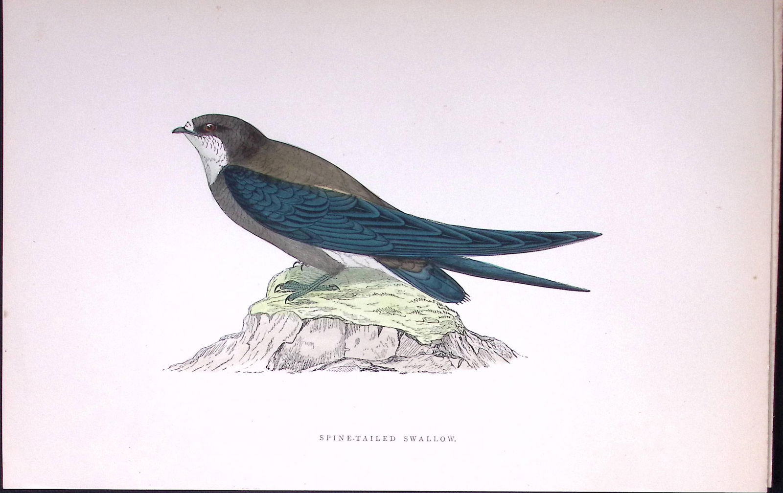 Spine Tailed Swallow Rev Morris Antique History of British Birds 130 Years-Old Engraving-160 (1 of 1)