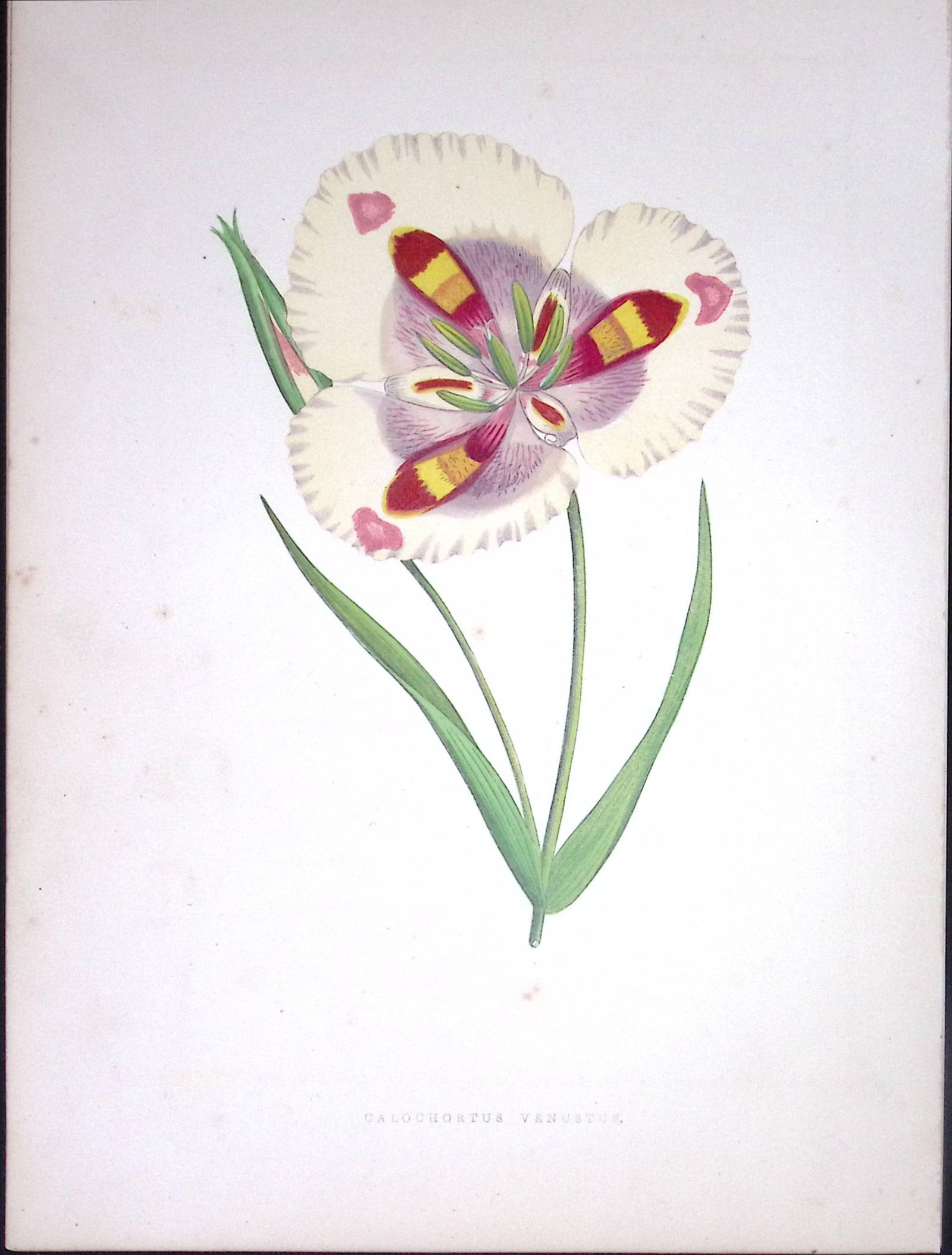 Butterfly Mariposa Lily Flower Antique Shirley Hibbard Greenhouse Coloured Print-14: Title: Butterfly Mariposa Lily Flower Antique Shirley Hibbard Greenhouse Coloured Print-14 Description: This Coloured Antique Print Measure Approximately 9.5” X 6.5” (Inches)