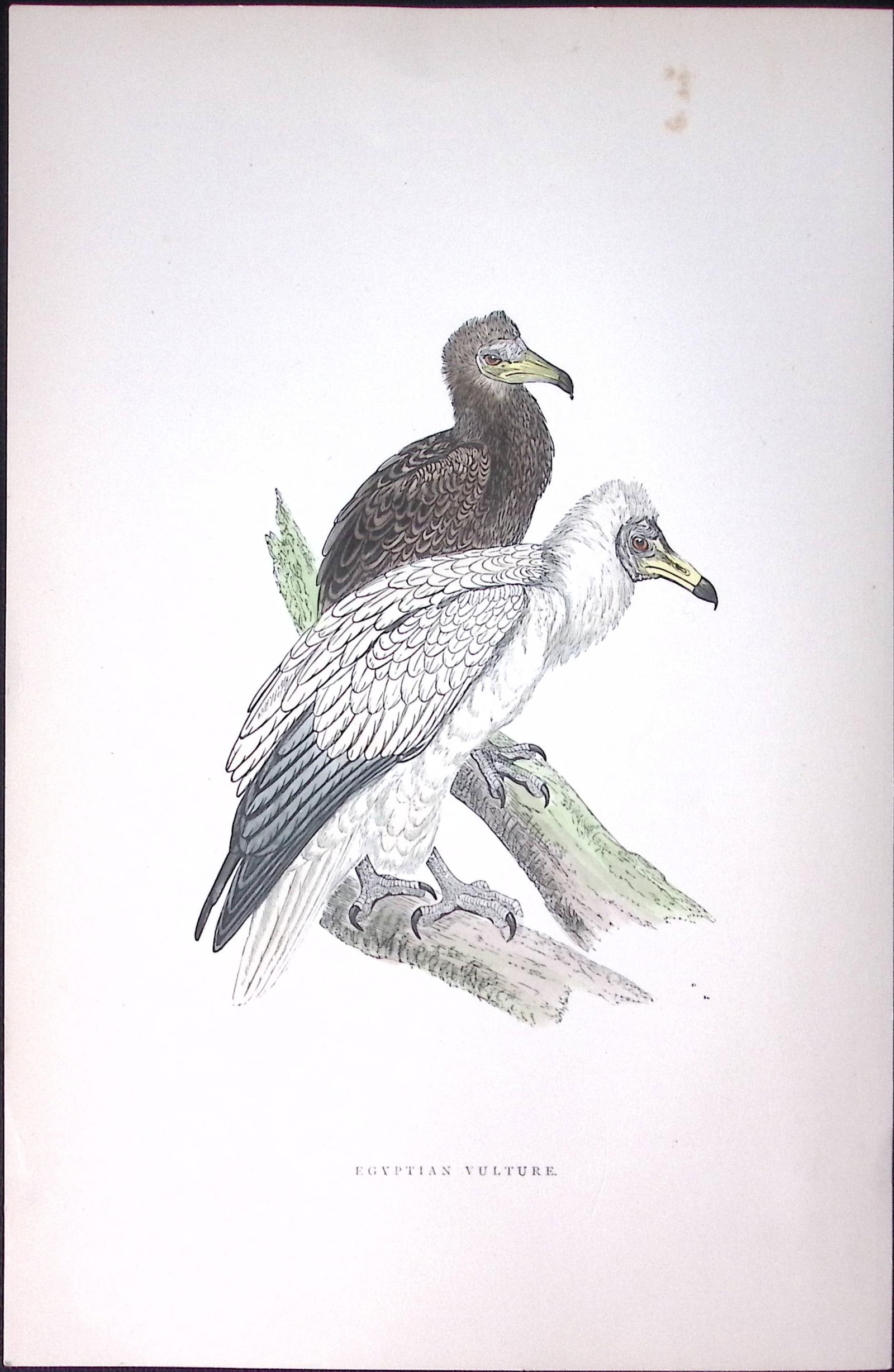 Egyptian Vulture Rev Morris Antique History of British Birds 130 Years-Old Engraving-12 (1 of 1)