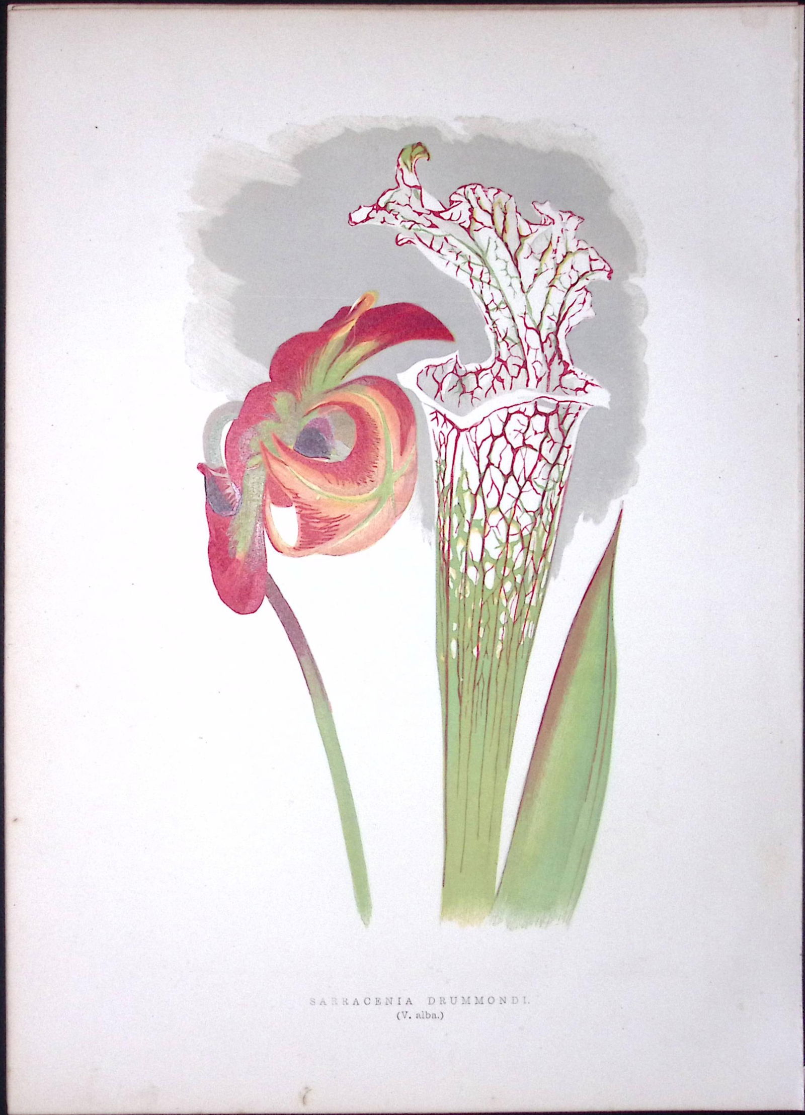 Crimson Pitcherplant Flower Antique Shirley Hibbard Greenhouse Print-4 (1 of 2)