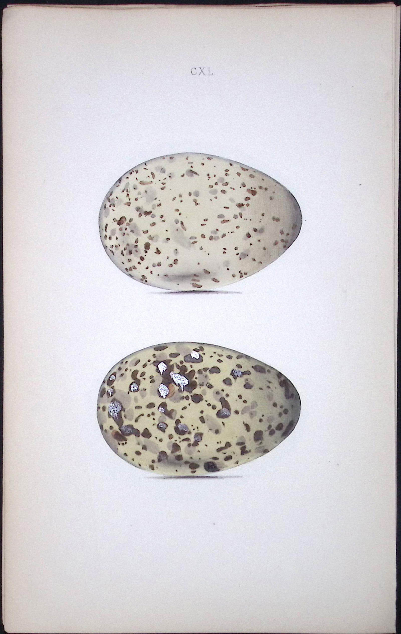 Herring Gull-William Hewitson Antique Nests & Eggs of British Birds Print-100 (1 of 1)