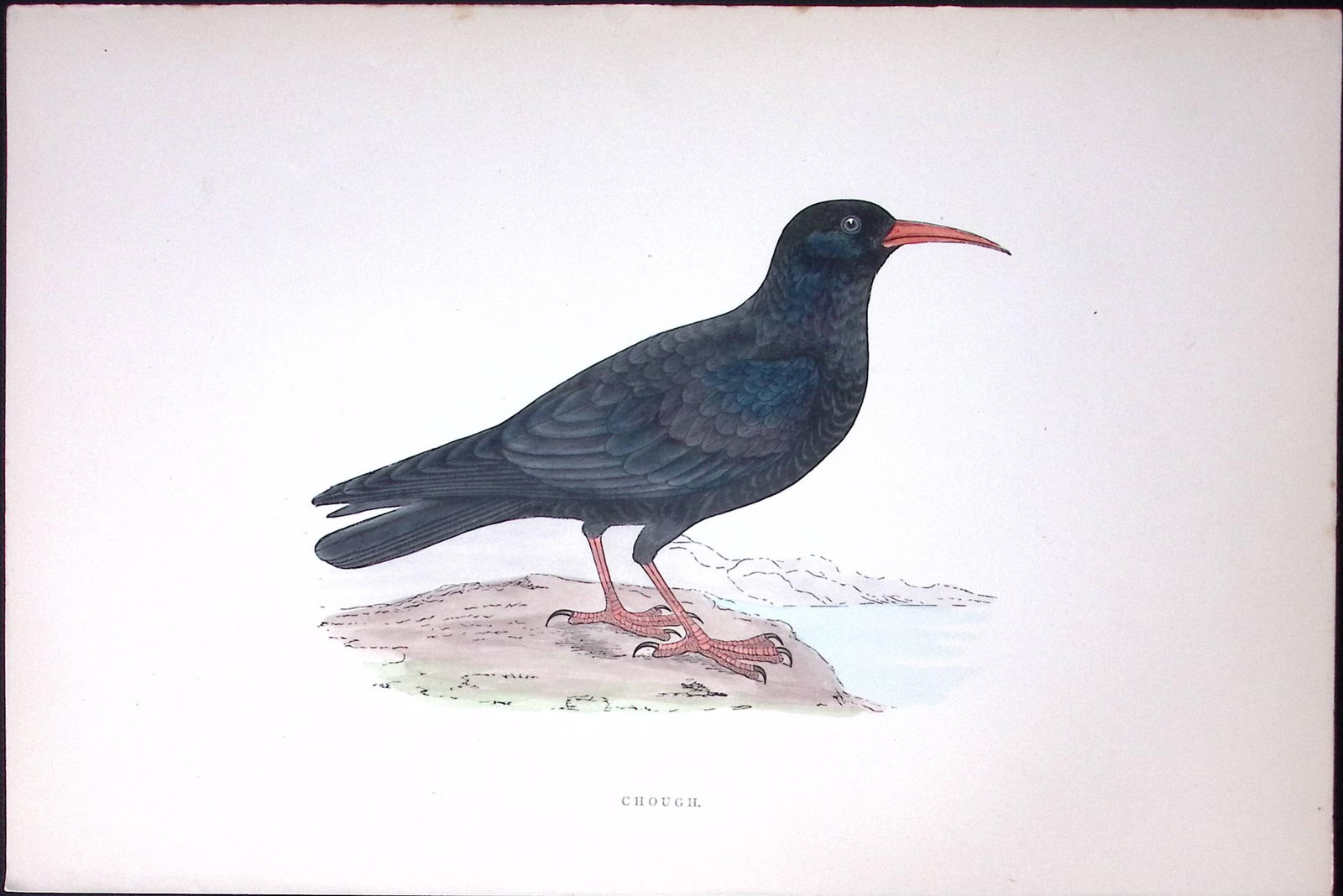 Chough Rev Morris Antique History of British Birds 130 Years-Old Engraving-77 (1 of 1)