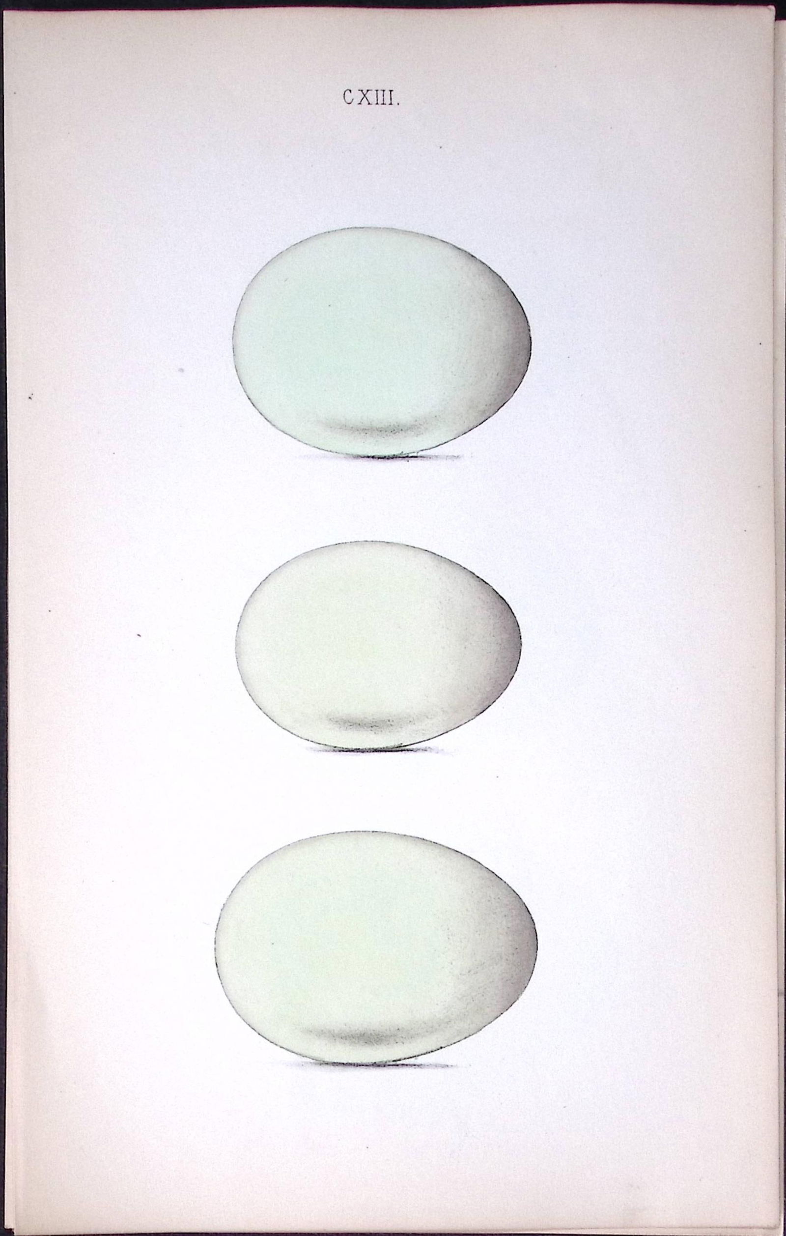 Pintail, Gadwell Duck -William Hewitson Antique Nests & Eggs of British Birds Print-37 (1 of 1)