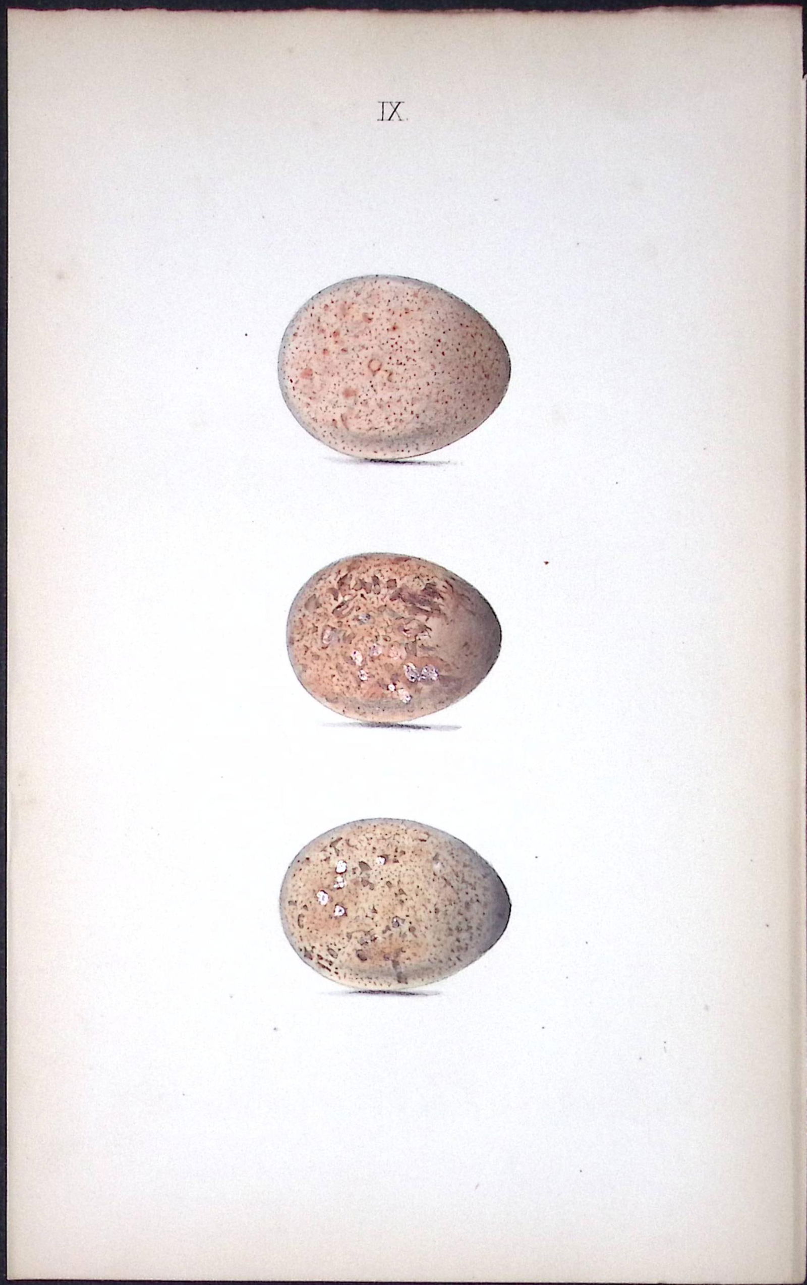 Hobby-Hawk Hewitson Antique Nests & Eggs of British Birds Print-8: Title: Hobby-Hawk Hewitson Antique Nests & Eggs of British Birds Print-8 Description: This Antique Print Was Removed From a 170 Years-Old Edition William Hewitson. <