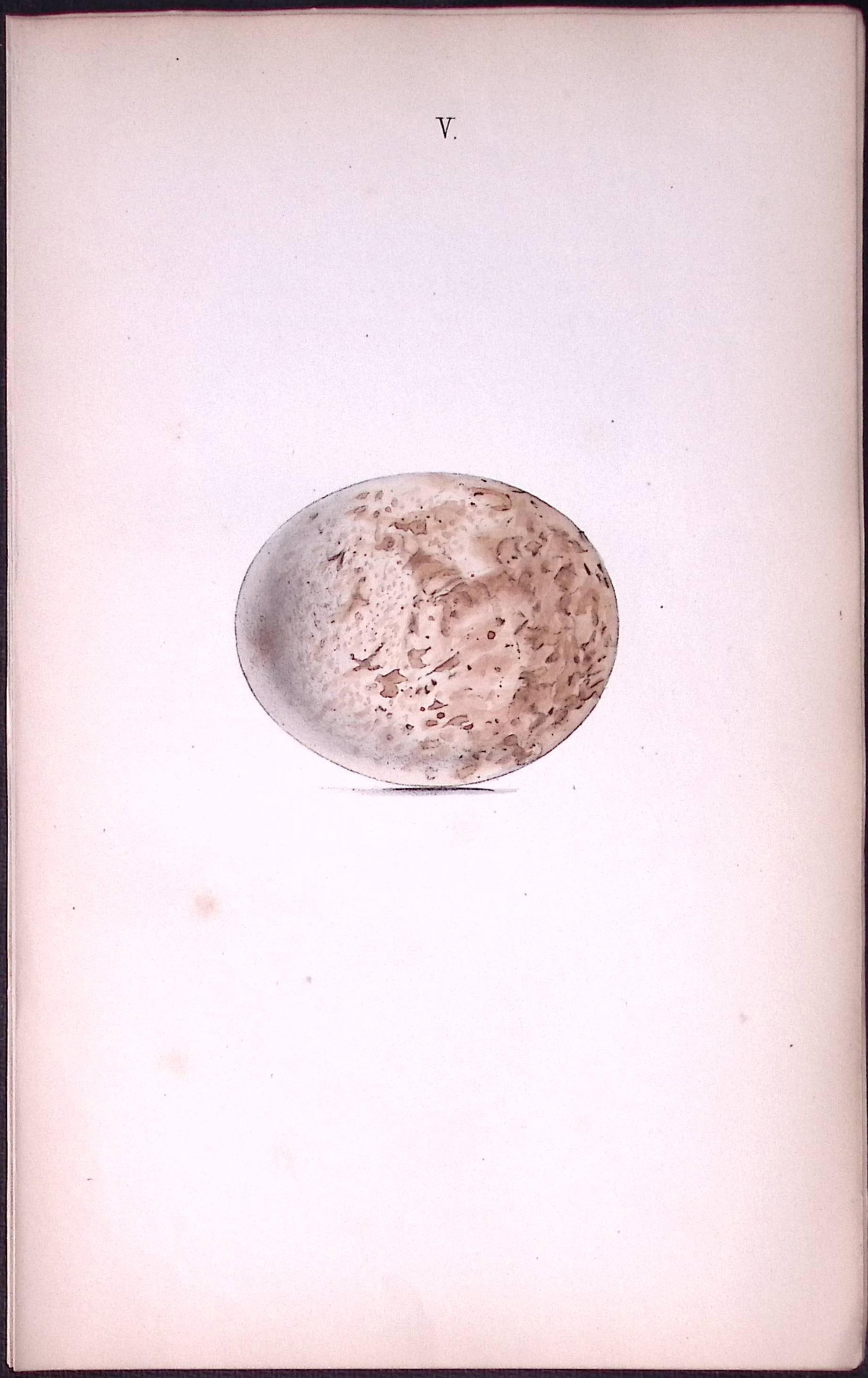 Spotted Eagle Hewitson Antique Nests & Eggs of British Birds Print-6 (1 of 1)