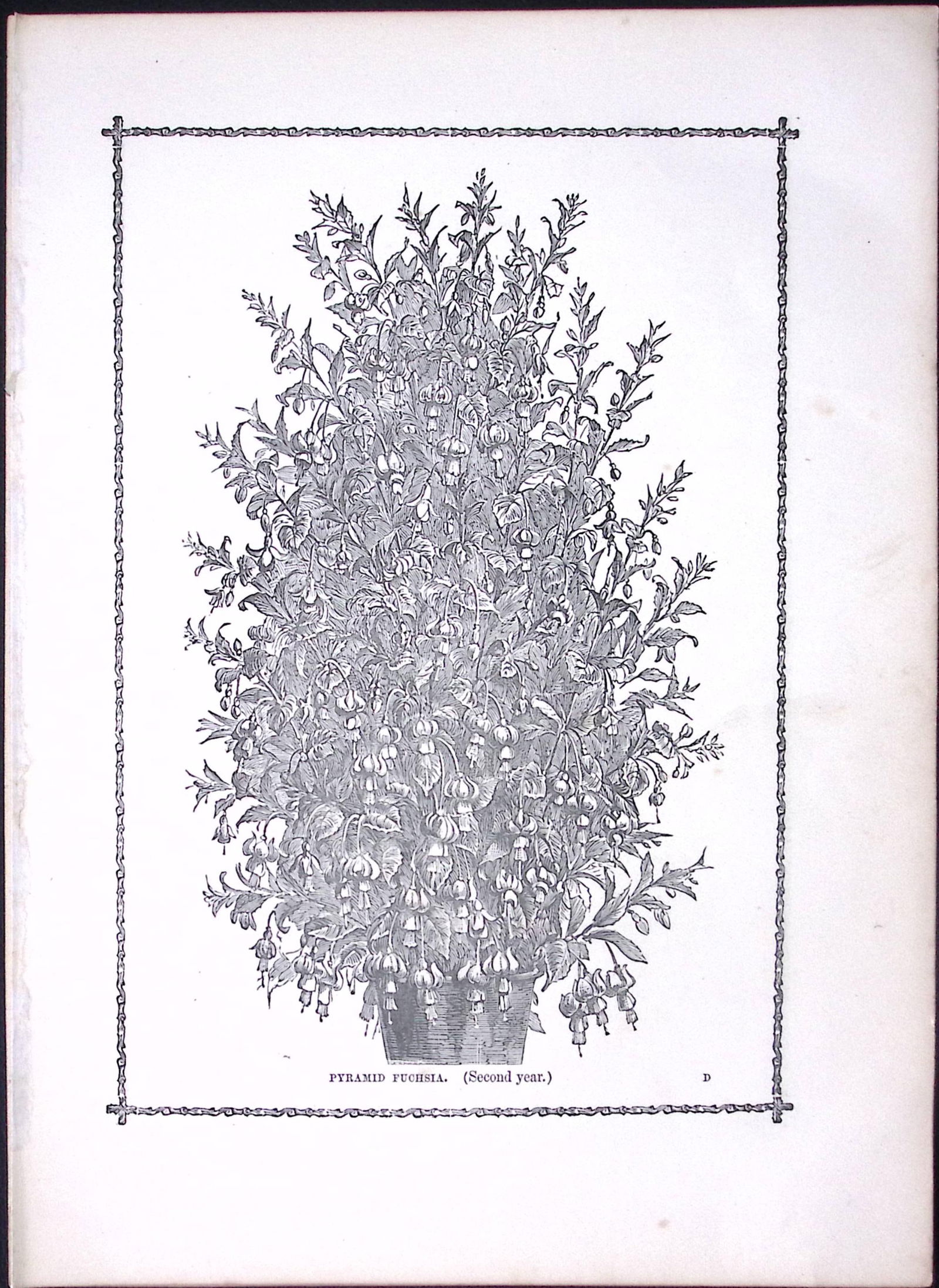 Pyramid Fuchsia Antique Shirley Hibbard Greenhouse Black & White Print-41: Title: Pyramid Fuchsia Antique Shirley Hibbard Greenhouse Black & White Print-41 Description: This Antique Print Measure Approximately 9.5” X 7” (Inches) 274. x
