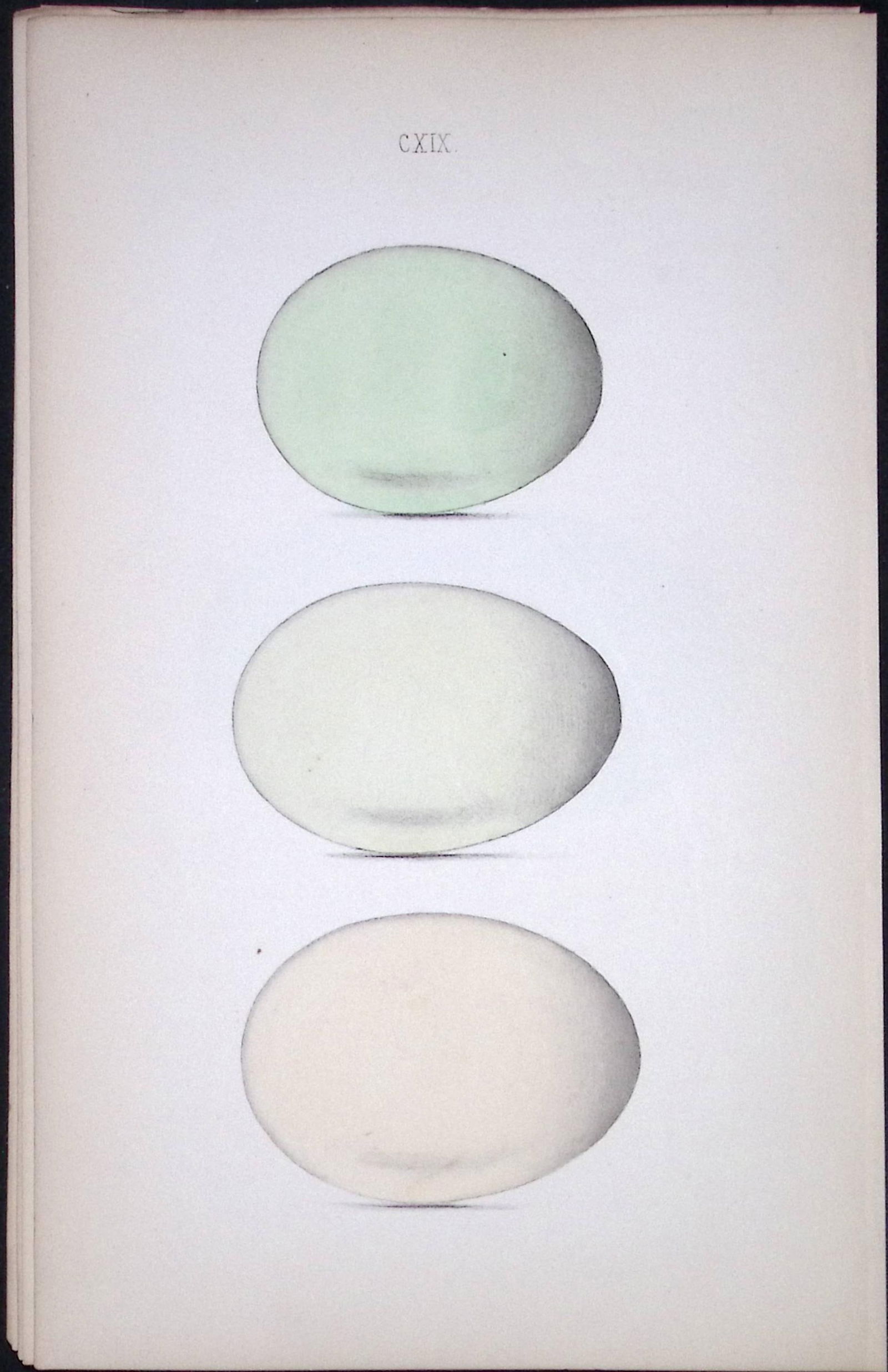 Golden Eye Duck William Hewitson Antique Nests & Eggs of British Birds Print-119 (1 of 1)