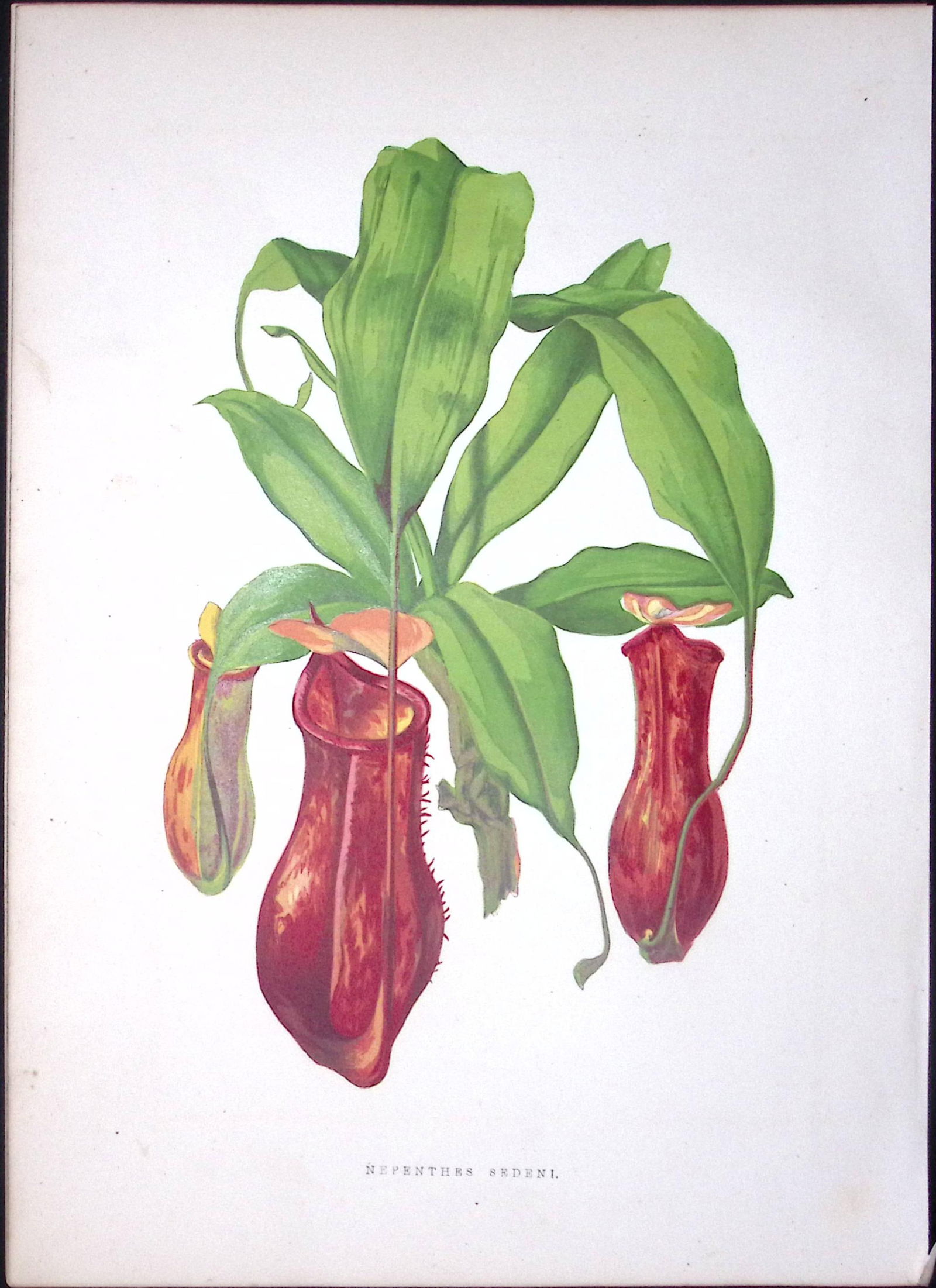 Tropical Nepenthes Flower Antique Shirley Hibbard Greenhouse Print-3 (1 of 2)