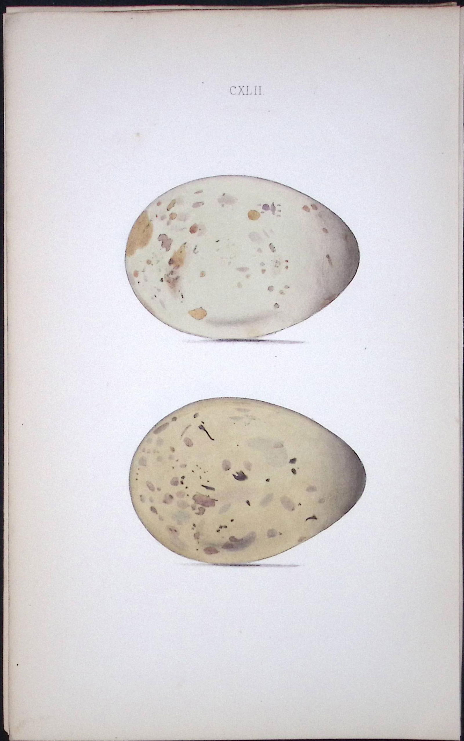 Skua Gull-William Hewitson Antique Nests & Eggs of British Birds Print-98 (1 of 1)