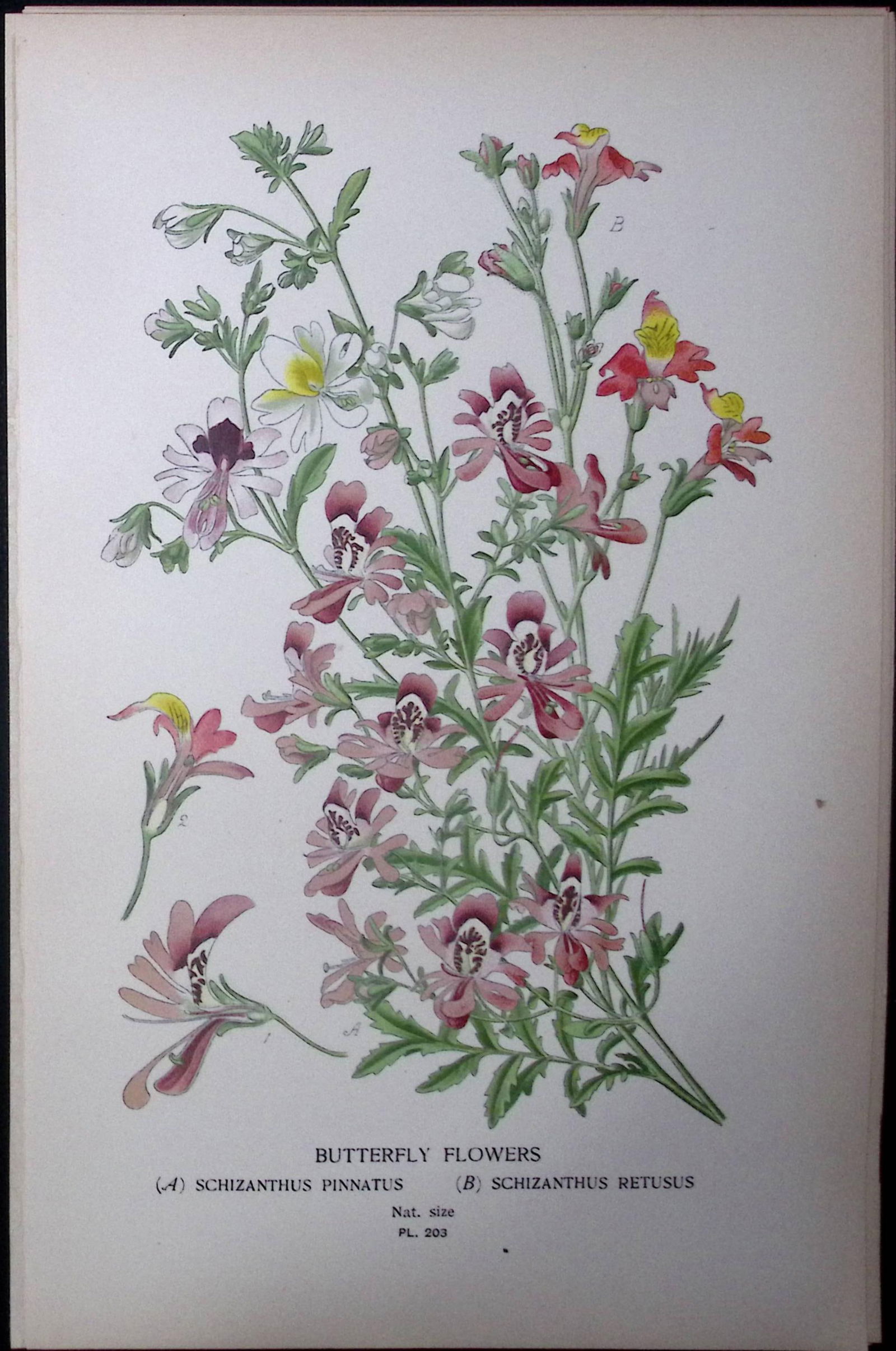 Butterfly Flowers Edward Step Rare Antique Botanical Book Plate-203 (1 of 1)