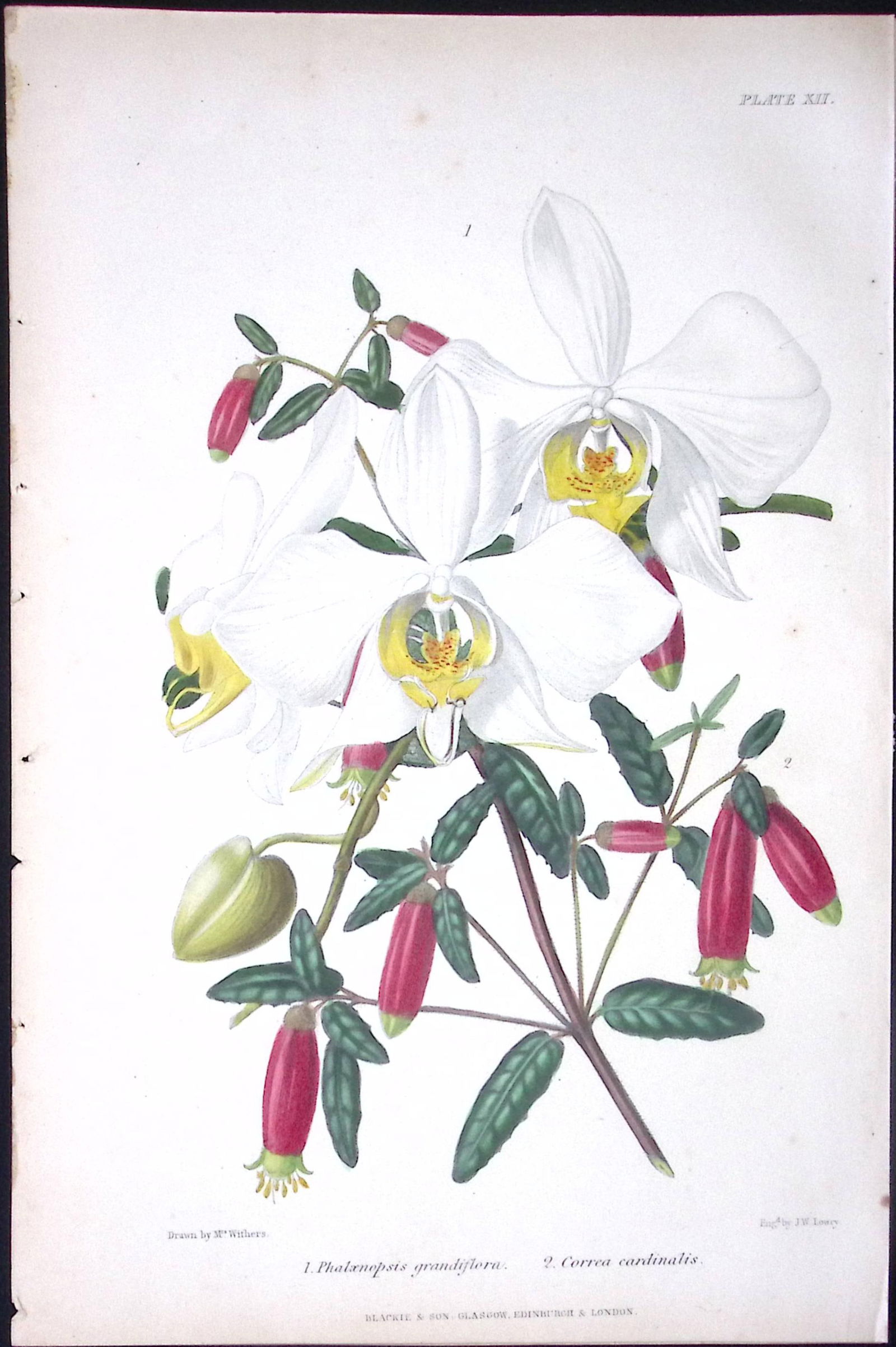 Phalaenopsis Orchids Antique Robert Thompson Hand Coloured Print-11 (1 of 2)