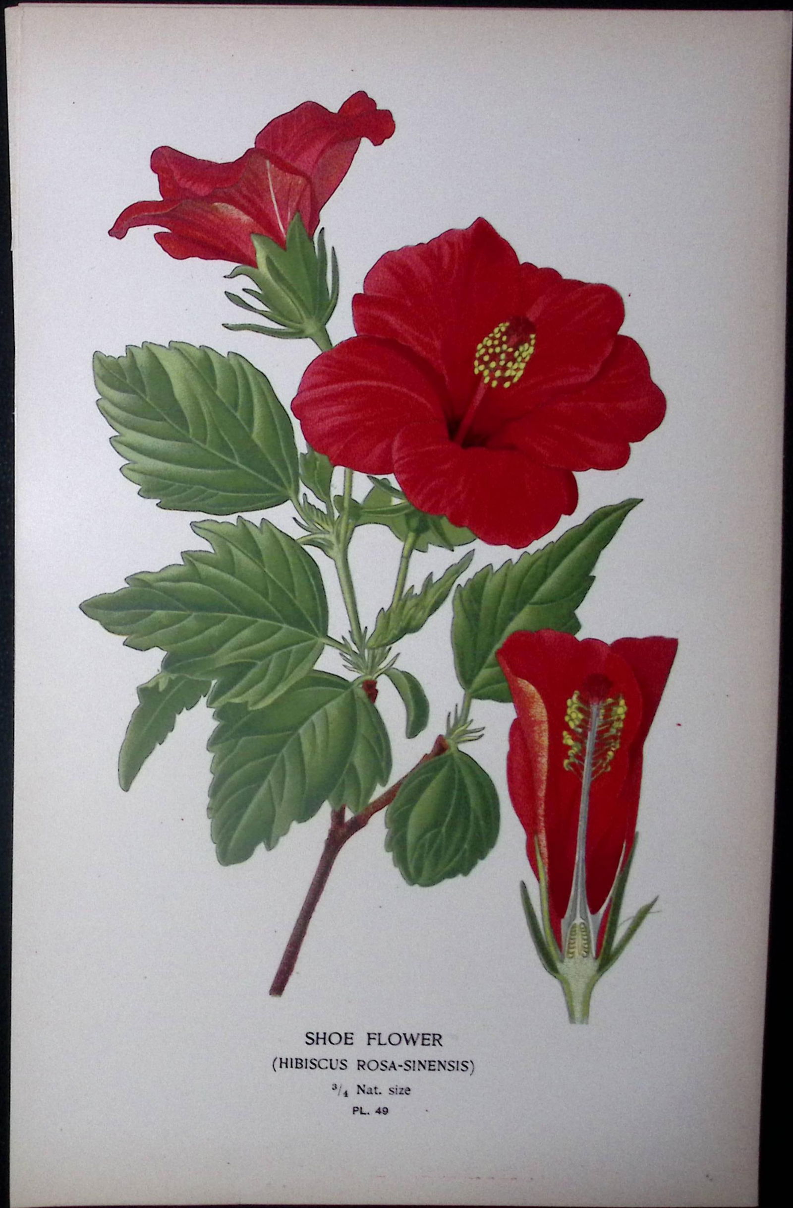 Shoe Flower Edward Step Rare Antique Botanical Book Plate-49 (1 of 1)