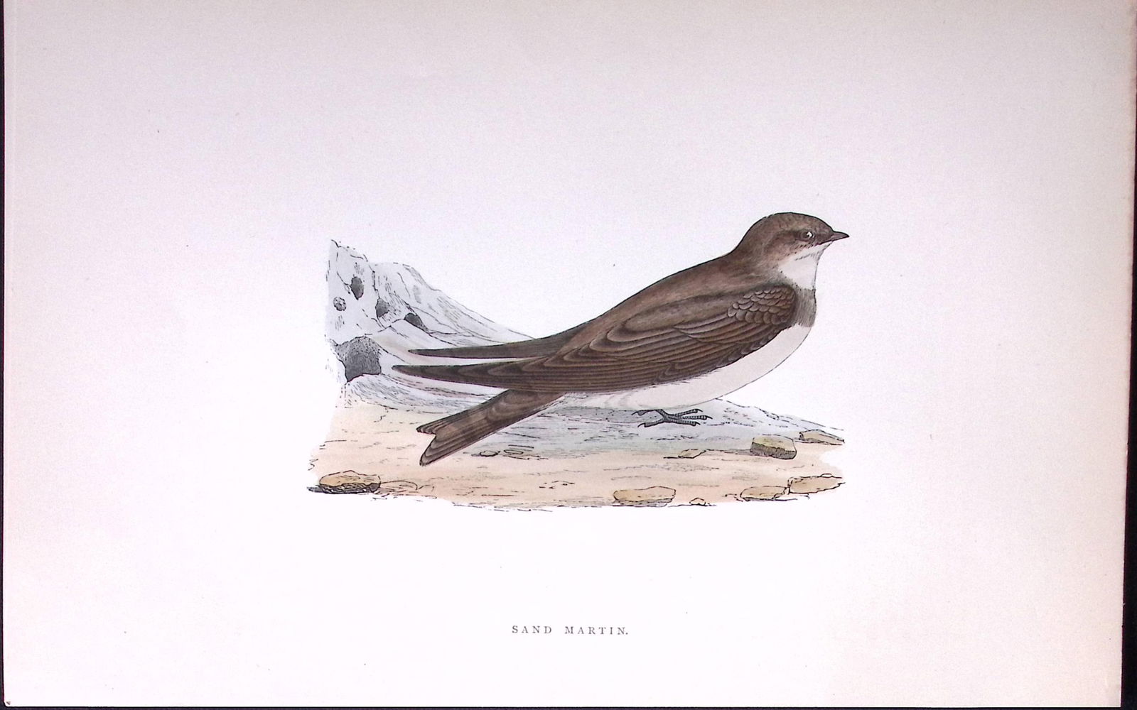 Sand Martin Rev Morris Antique History of British Birds 130 Years-Old Engraving-163 (1 of 1)