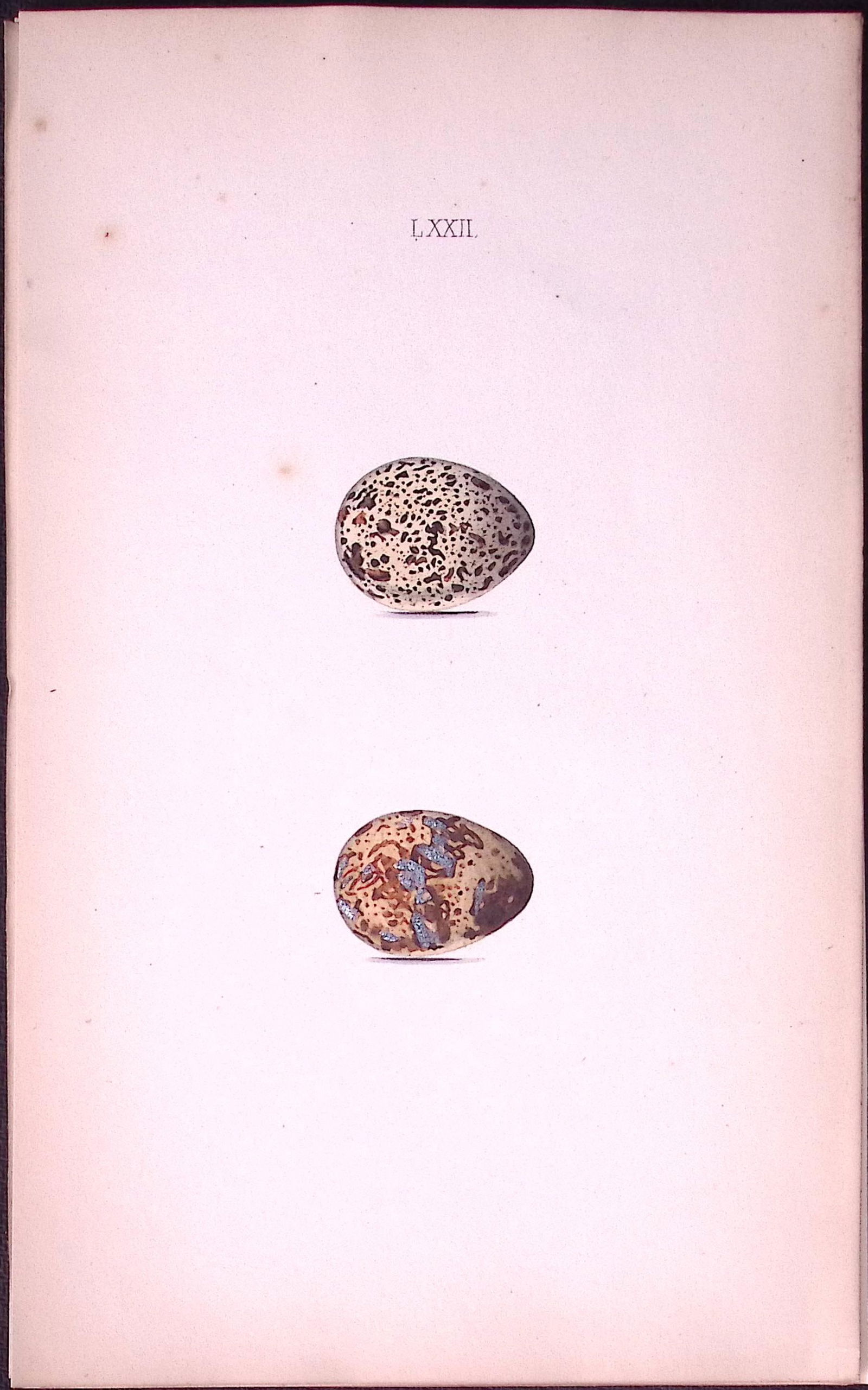 Quail Eggs-William Hewitson Antique Nests & Eggs of British Birds Print-45: Title: Quail Eggs-William Hewitson Antique Nests & Eggs of British Birds Print-45 Description: This Antique Print Was Removed From a 170 Years-Old Edition William Hewitson.