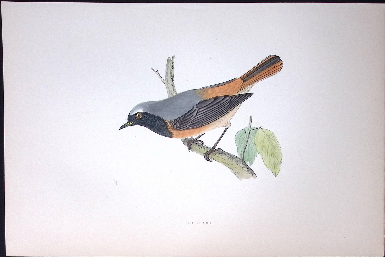 Redstart Rev Morris Antique History of British Birds 130 Years-Old Engraving-100 (1 of 1)