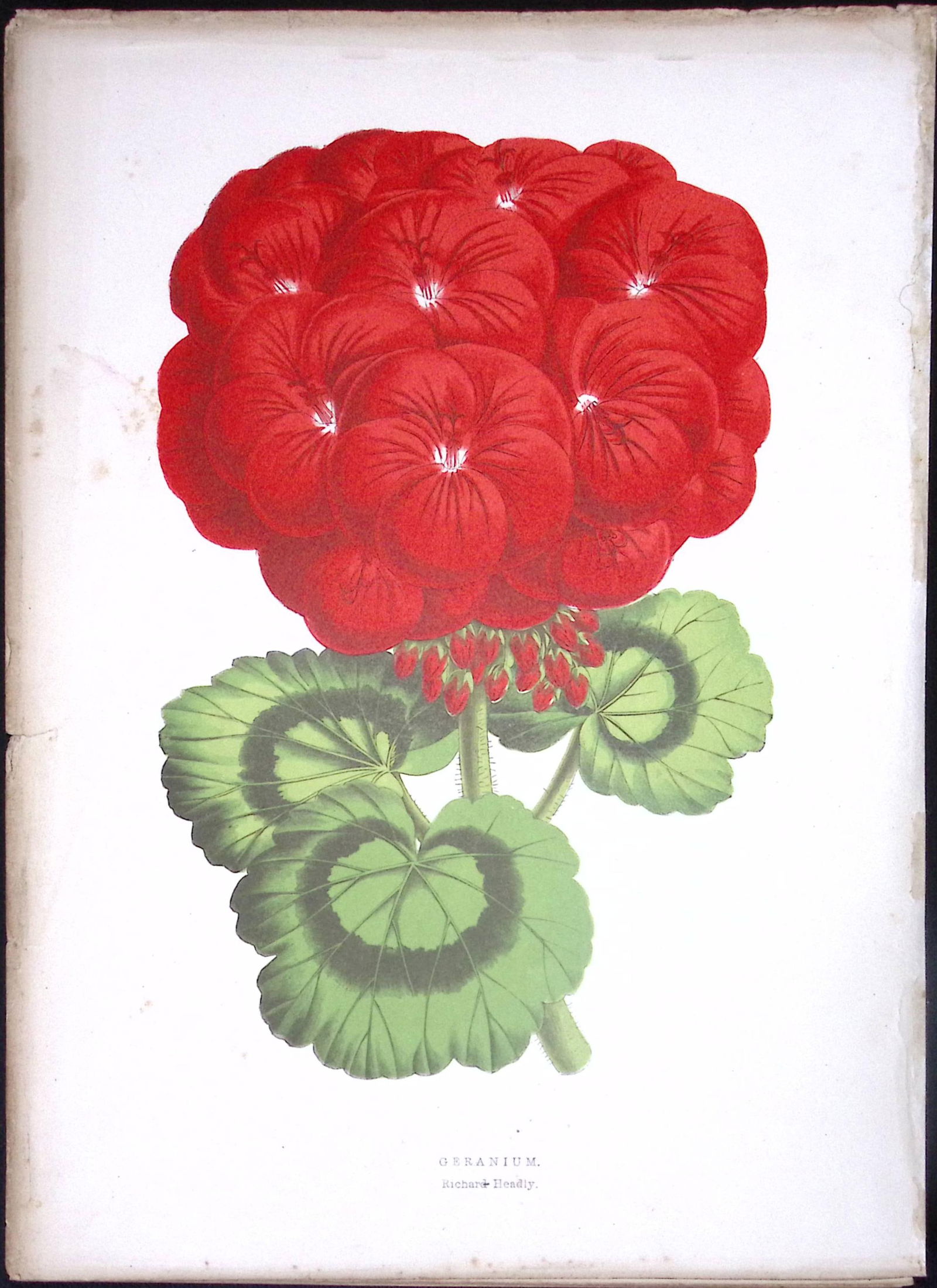Geranium Flower Antique Shirley Hibbard Greenhouse Coloured Print-16: Title: Geranium Flower Antique Shirley Hibbard Greenhouse Coloured Print-16 Description: This Coloured Antique Print Measure Approximately 9.5” X 6.5” (Inches) 274.