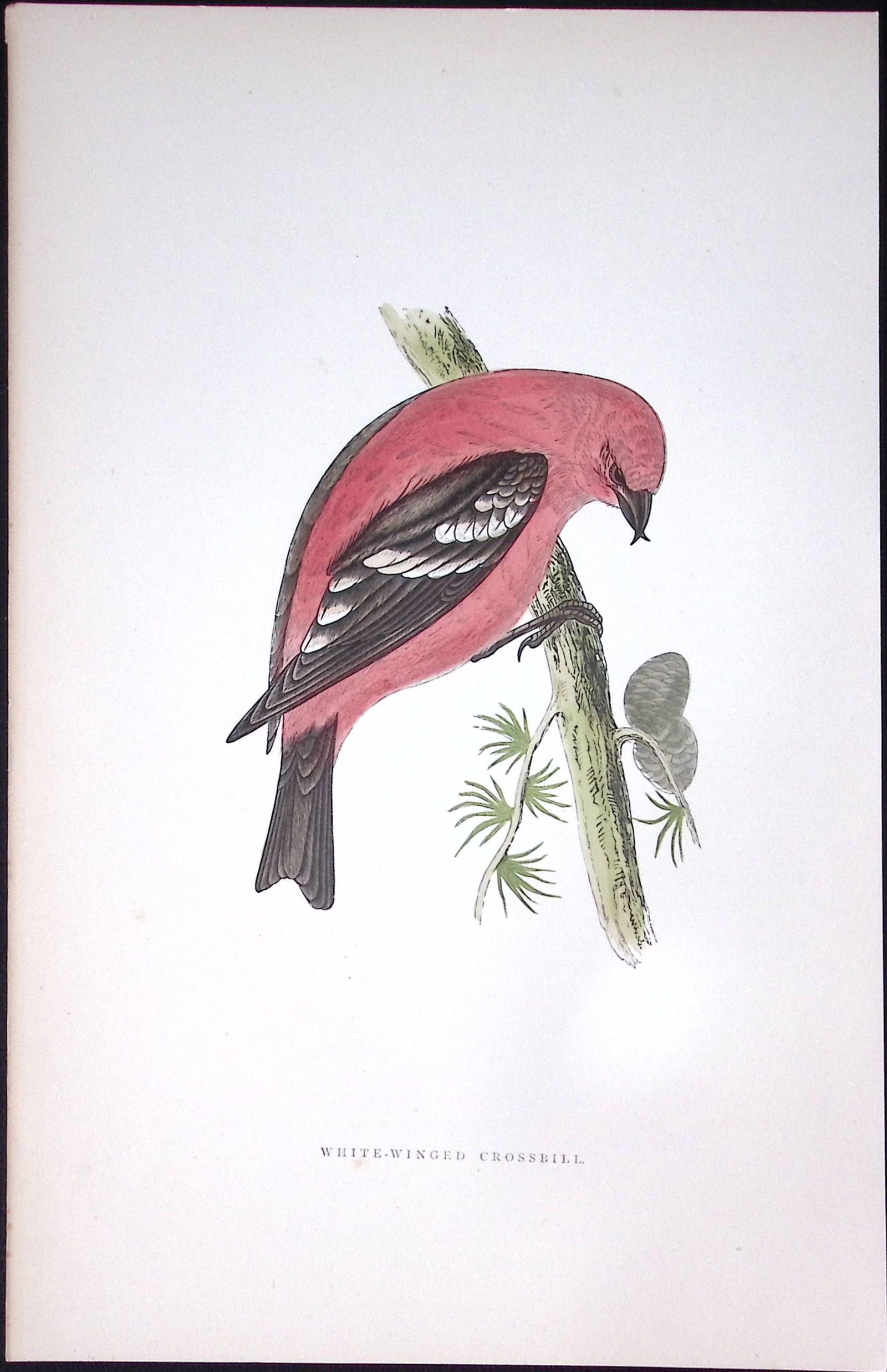 White Crossbill Rev Morris History of British Birds 130 Yrs-Old AntiqueEngraving-79 (1 of 1)
