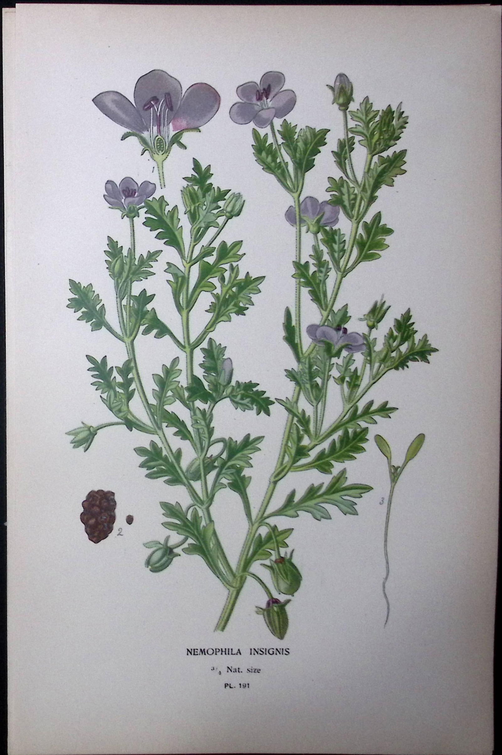 Baby Blue Eyes Edward Step Rare Antique Botanical Book Plate-191 (1 of 1)