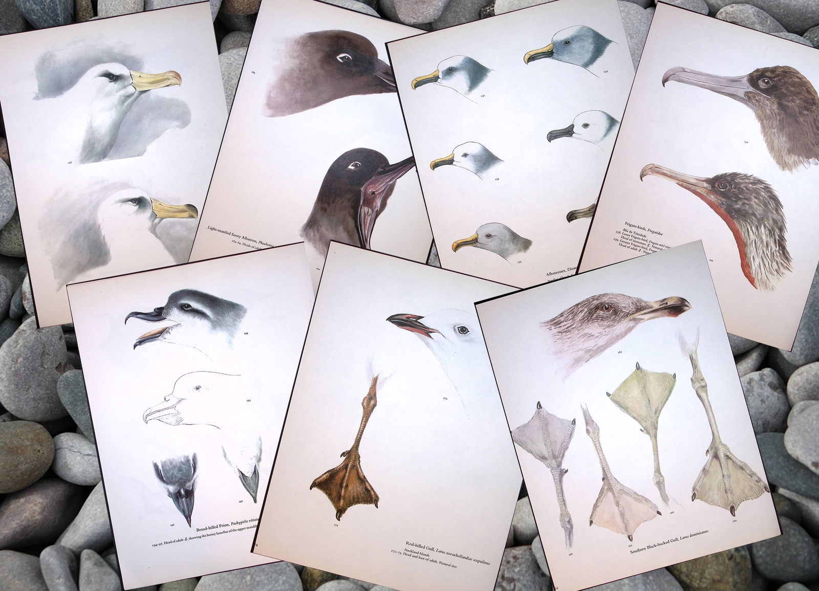 Job-Lot Wilson's Birds of the Antarctic Vintage Coloured Illustrations-1 (1 of 8)