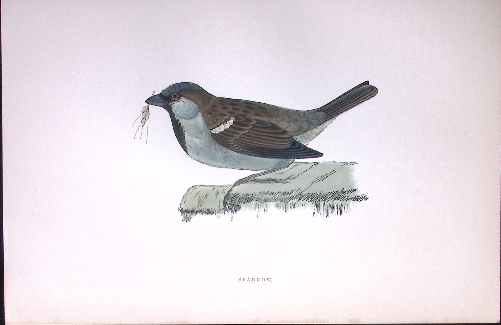 Sparrow Rev Morris Antique History of British Birds 130 Years-Old Engraving-194 (1 of 1)