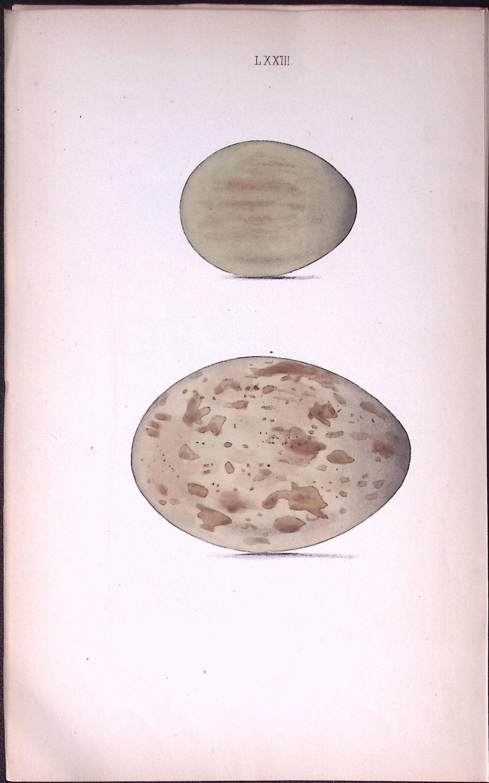 Great Bustard-William Hewitson Antique Nests & Eggs of British Birds Print-44 (1 of 1)