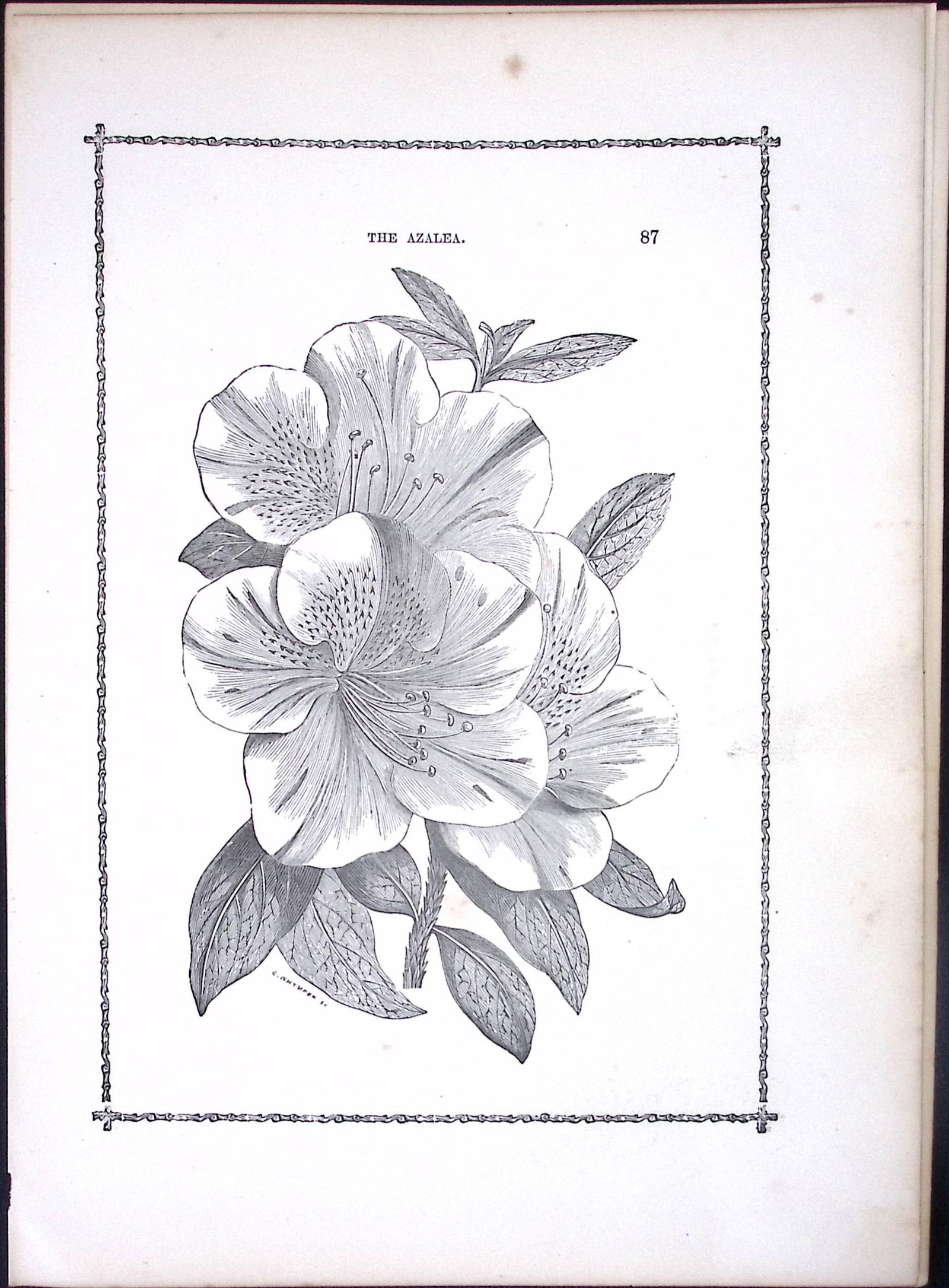The Azalea Antique Shirley Hibbard Greenhouse Black & White Print-39: Title: The Azalea Antique Shirley Hibbard Greenhouse Black & White Print-39 Description: This Antique Print Measure Approximately 9.5” X 7” (Inches) 274. x 241.3 (mm). And
