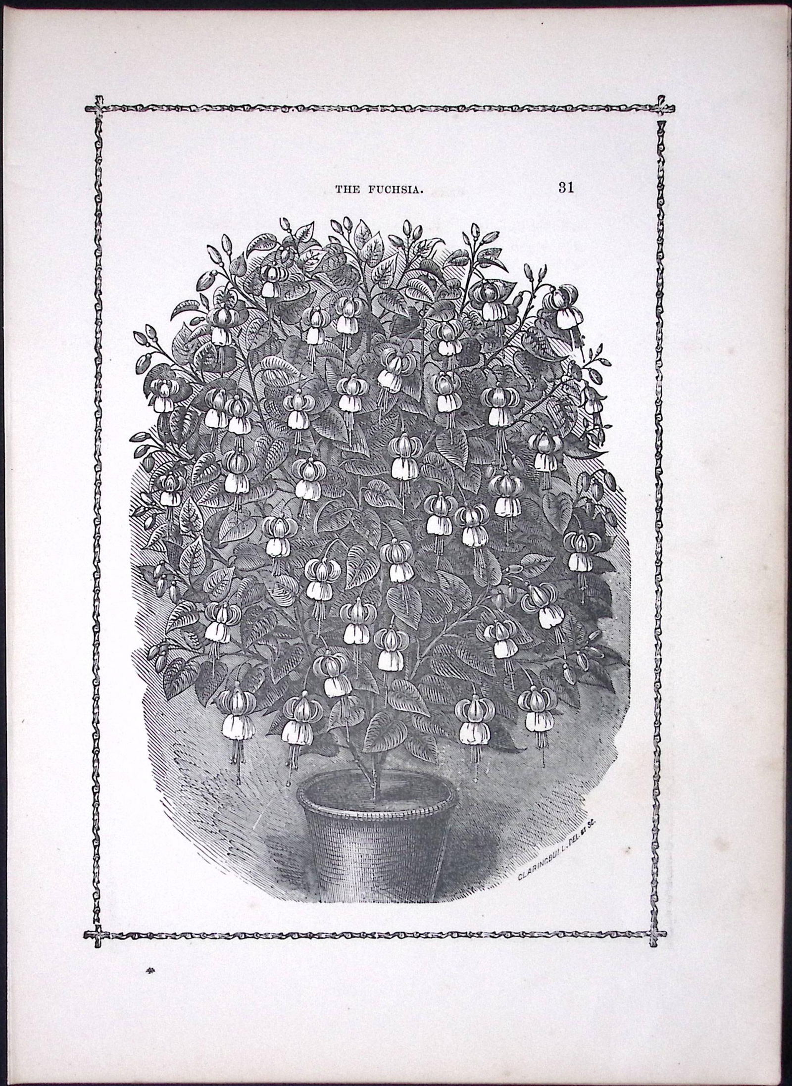 The Fuchsia Antique Shirley Hibbard Greenhouse Black & White Print-42: Title: The Fuchsia Antique Shirley Hibbard Greenhouse Black & White Print-42 Description: This Antique Print Measure Approximately 9.5” X 7” (Inches) 274. x 241