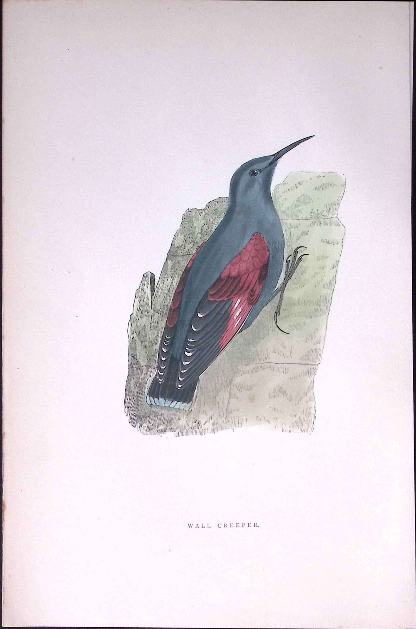 Wall Creeper Rev Morris Antique History of British Birds 130 Years-Old Engraving-153 (1 of 1)