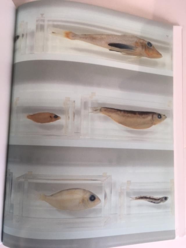 Damien Hirst (b 1965) Beyond Belief, Hardcover, For Whitecube Gallery, 1st Edition, 2008. - 12