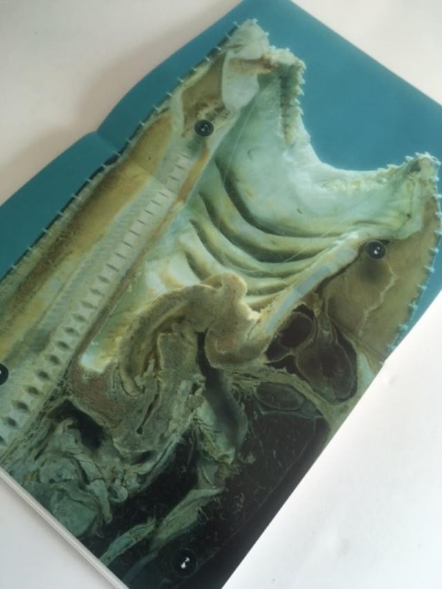 Damien Hirst (b 1965) Beyond Belief, Hardcover, For Whitecube Gallery, 1st Edition, 2008. - 17