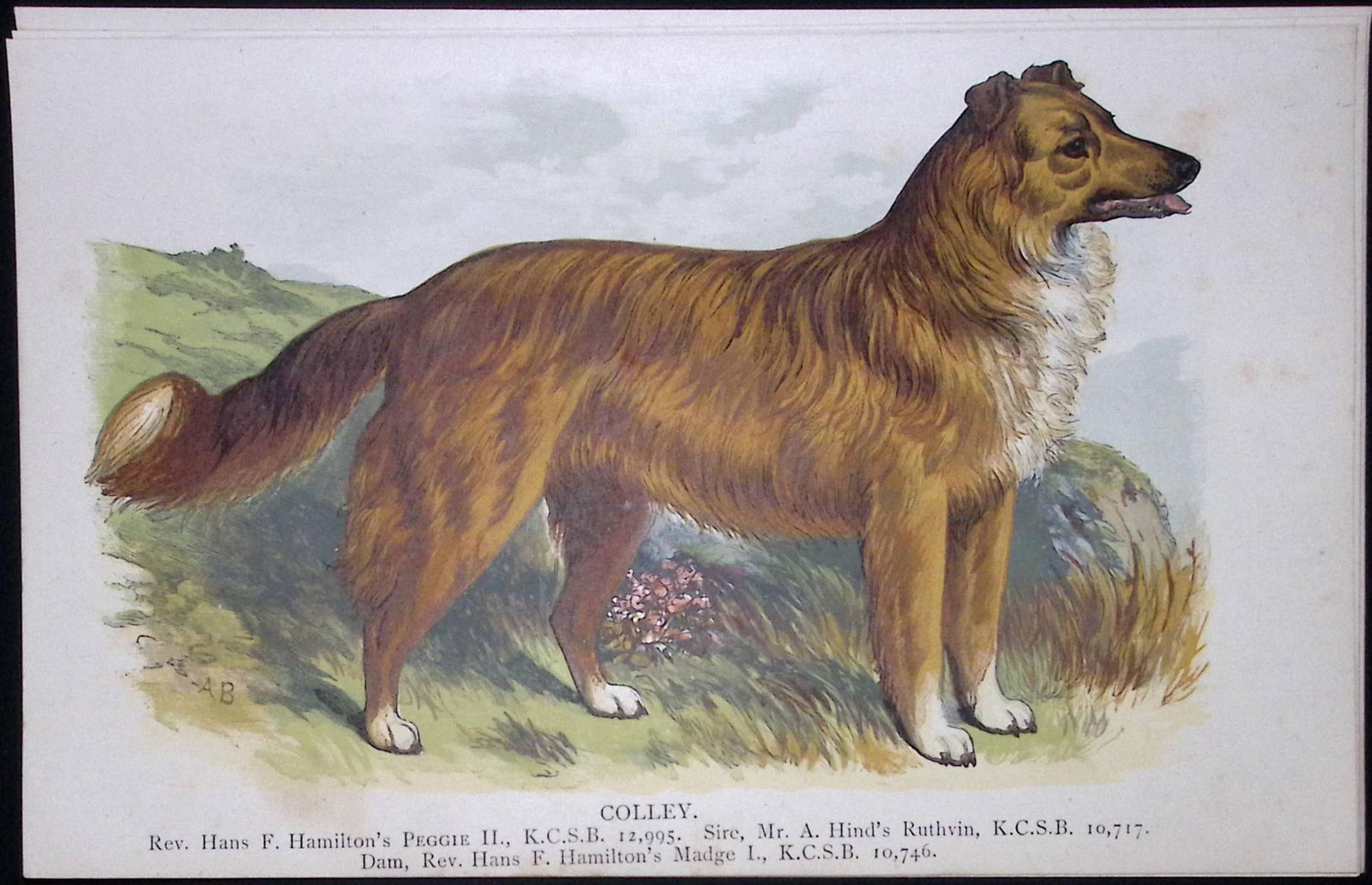 Collie British Dogs by Hugh Dalziel 1889 Antique Coloured Book Plate-8: Title: Collie British Dogs by Hugh Dalziel 1889 Antique Coloured Book Plate-8 Description: This Antique Book Plate Was Removed from a Edition of British Dogs by Hugh Dalziel 1889.
