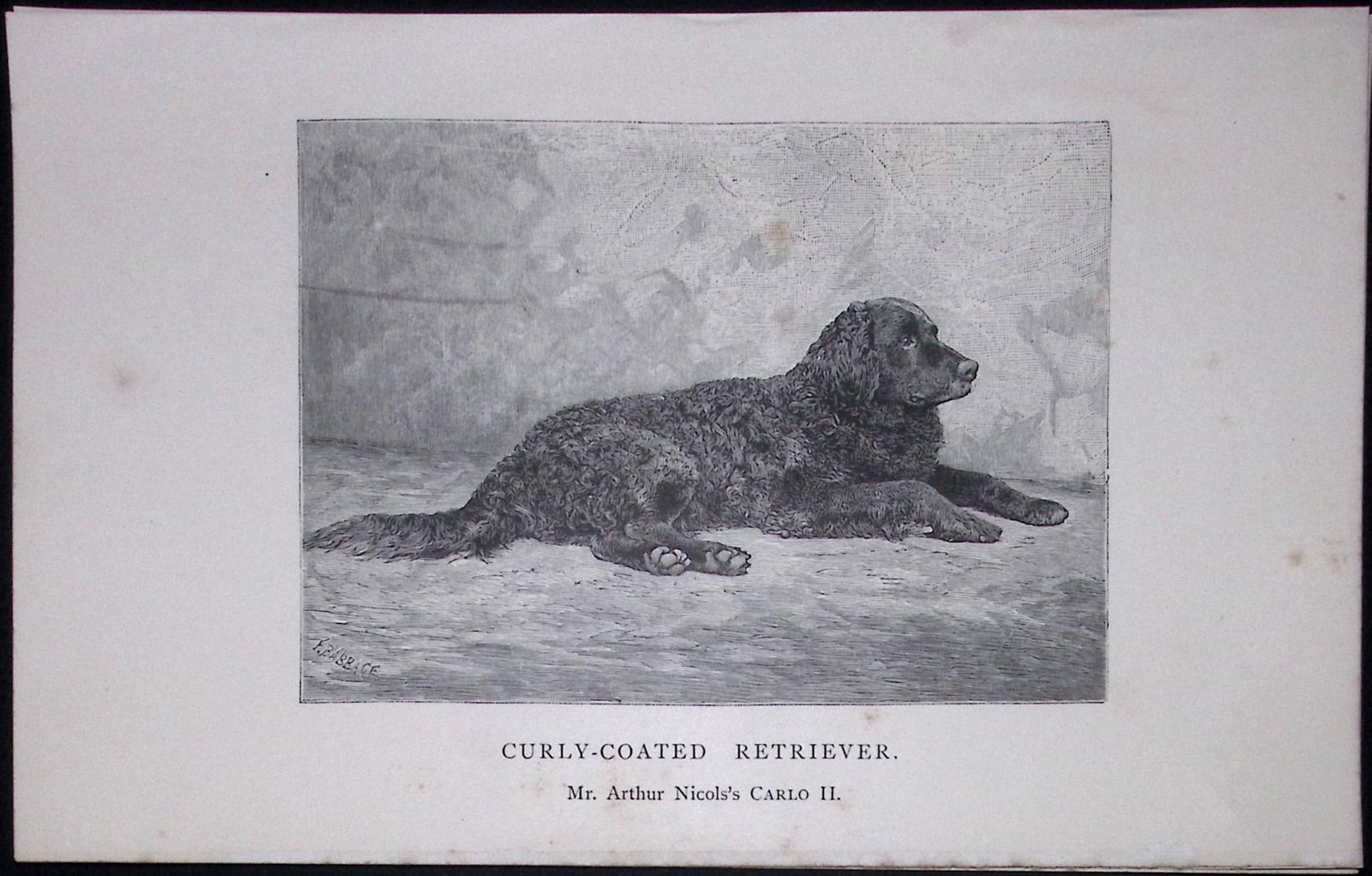 Curly Coated Retriever British Dogs by Hugh Dalziel 1889 Antique Book Plate-37: Title: Curly Coated Retriever British Dogs by Hugh Dalziel 1889 Antique Book Plate-37 Description: This Antique Book Plate Was Removed from a Edition of British Dogs by Hugh Dalziel