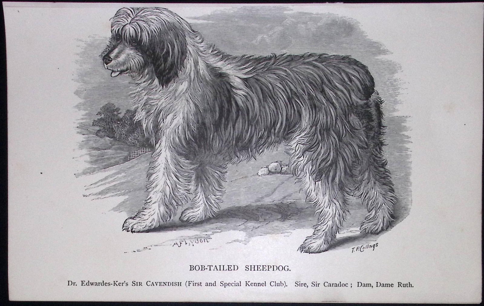 Bob-Tailed Sheepdog British Dogs by Hugh Dalziel 1889 Antique Book Plate-40: Title: Bob-Tailed Sheepdog British Dogs by Hugh Dalziel 1889 Antique Book Plate-40 Description: This Antique Book Plate Was Removed from a Edition of British Dogs by Hugh Dalziel 188