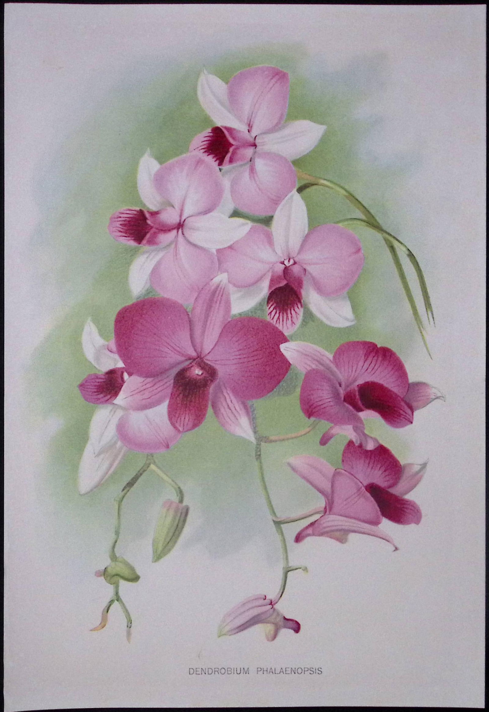 Dendrobium Orchid Flower Antique Edwardian Robert Thompson Print-11: Title: Dendrobium Orchid Flower Antique Edwardian Robert Thompson Print-11 Description: This Coloured Antique Print Measure Approximately 10.5” X 6.5” (Inches) 274.
