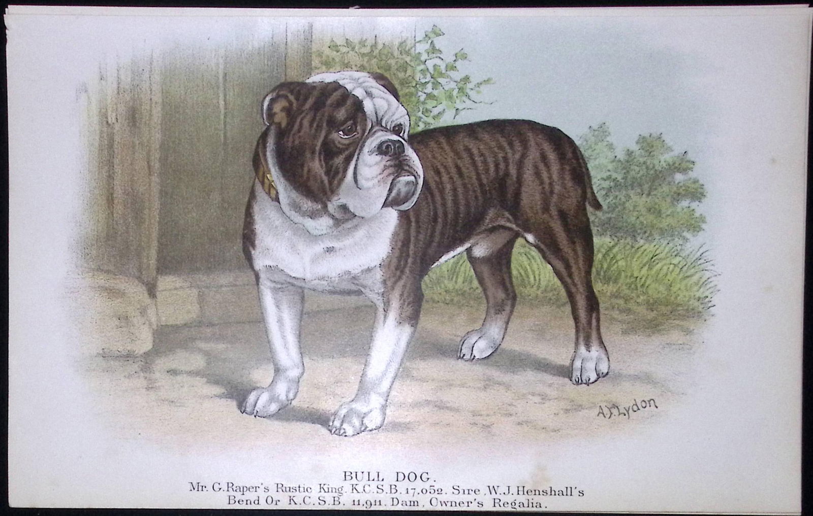 Bull Dog British Dogs by Hugh Dalziel 1889 Antique Coloured Book Plate-12: Title: Bull Dog British Dogs by Hugh Dalziel 1889 Antique Coloured Book Plate-12 Description: This Antique Book Plate Was Removed from a Edition of British Dogs by Hugh Dalziel 1889.