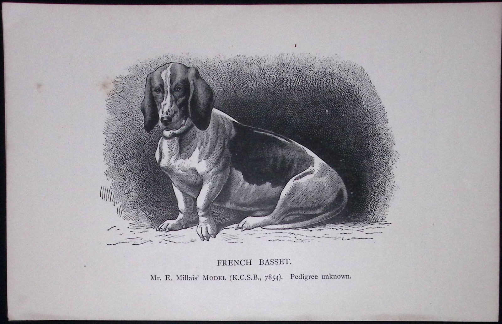 The French Basset British Dogs by Hugh Dalziel 1889 Antique Book Plate-25: Title: The French Basset British Dogs by Hugh Dalziel 1889 Antique Book Plate-25 Description: This Antique Book Plate Was Removed from a Edition of British Dogs by Hugh Dalziel 1889.