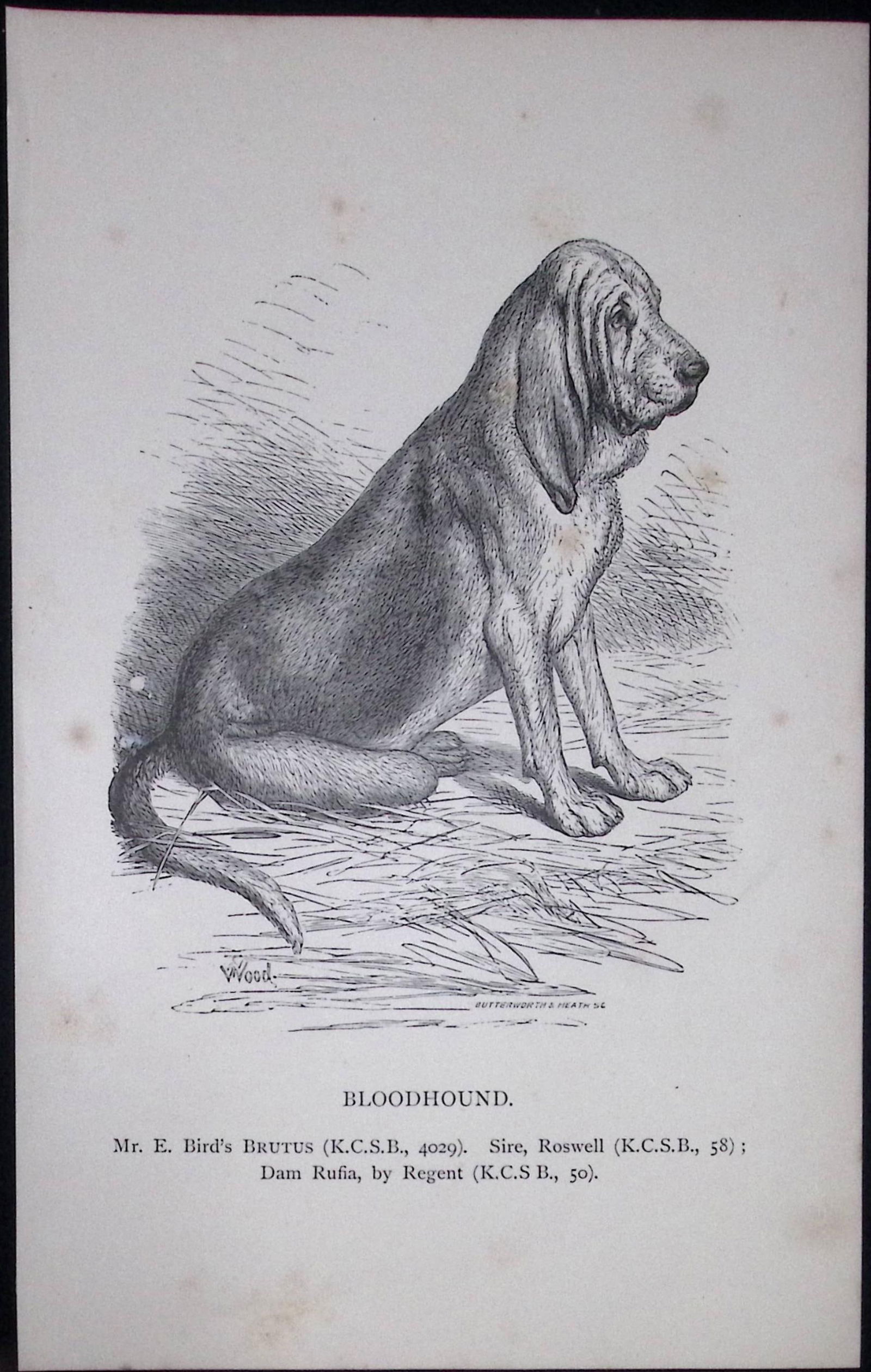The Bloodhound Sitting British Dogs by Hugh Dalziel 1889 Antique Book Plate-21: Title: The Bloodhound Sitting British Dogs by Hugh Dalziel 1889 Antique Book Plate-21 Description: This Antique Book Plate Was Removed from a Edition of British Dogs by Hugh Dalziel