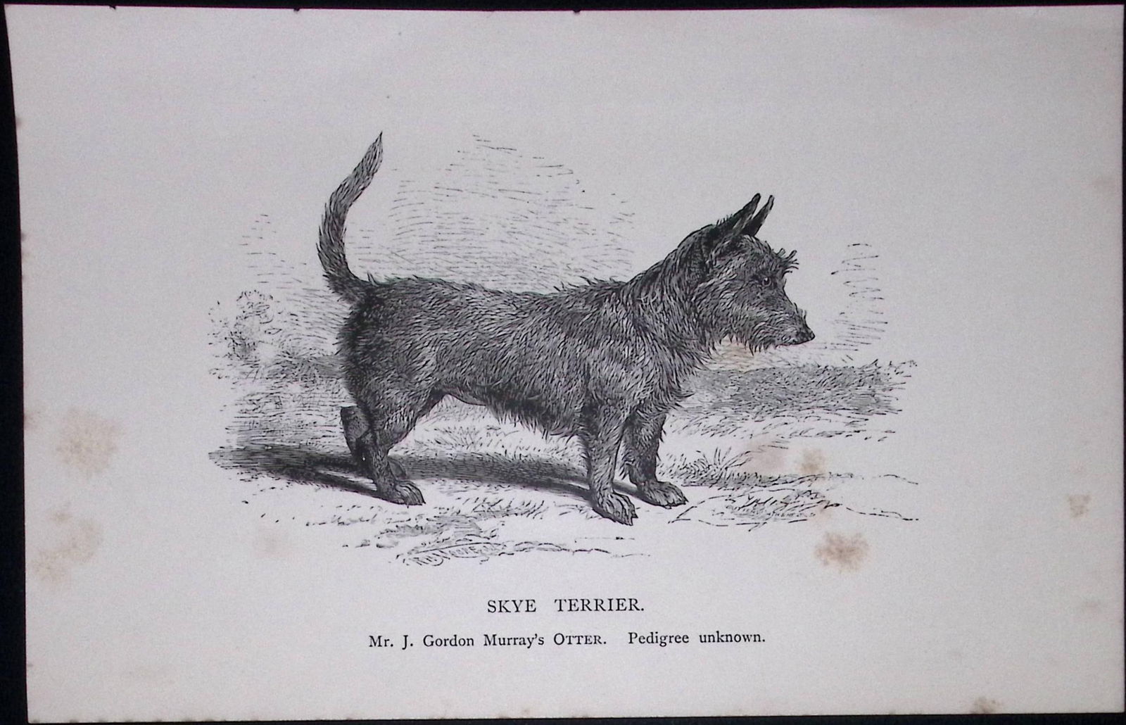 Skye Terrier British Dogs by Hugh Dalziel 1889 Antique Book Plate-63: Title: Skye Terrier British Dogs by Hugh Dalziel 1889 Antique Book Plate-63 Description: This Antique Book Plate Was Removed from a Edition of British Dogs by Hugh Dalziel 1889. <