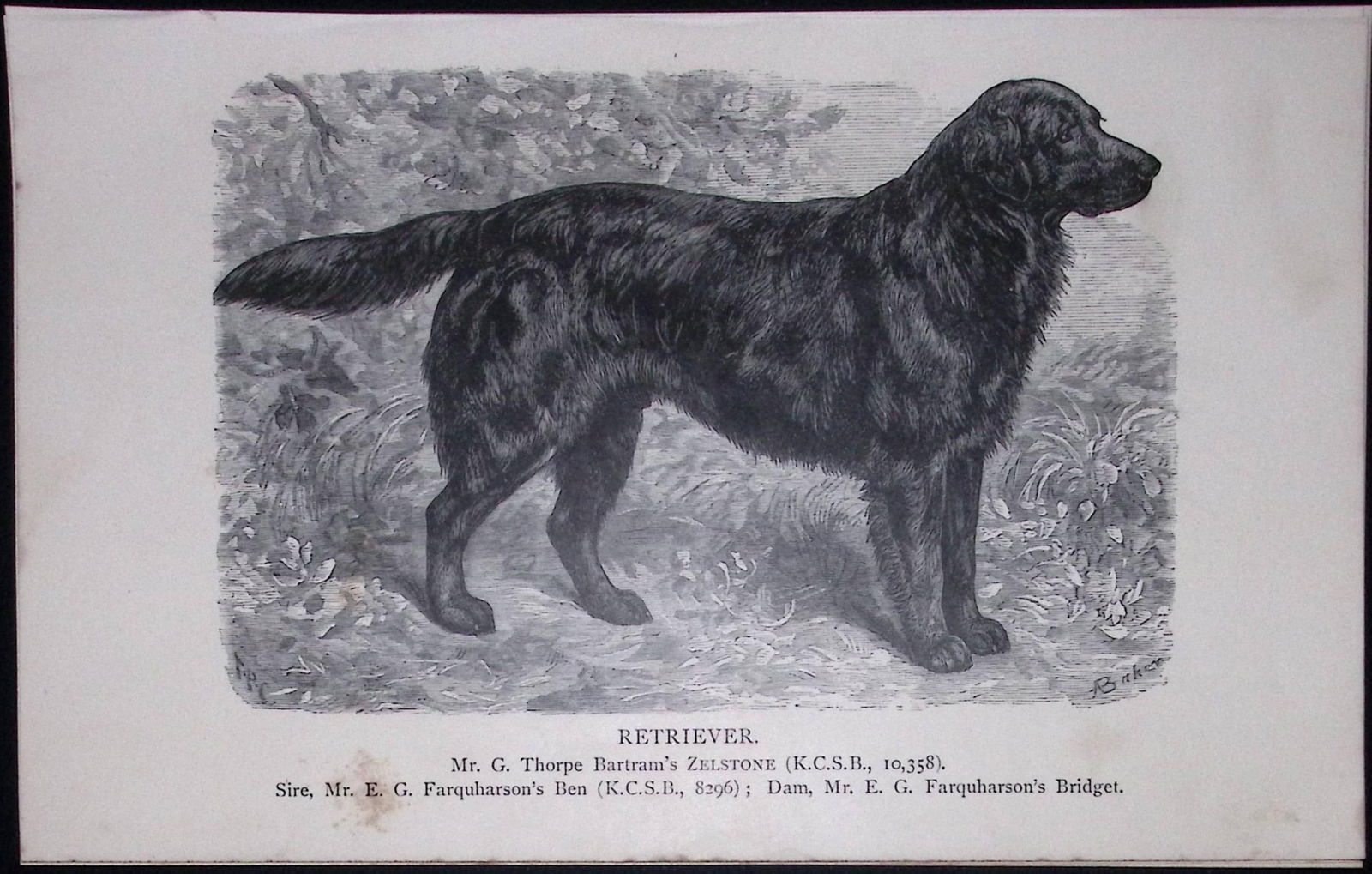 Retriever British Dogs by Hugh Dalziel 1889 Antique Book Plate-35: Title: Retriever British Dogs by Hugh Dalziel 1889 Antique Book Plate-35 Description: This Antique Book Plate Was Removed from a Edition of British Dogs by Hugh Dalziel 1889.