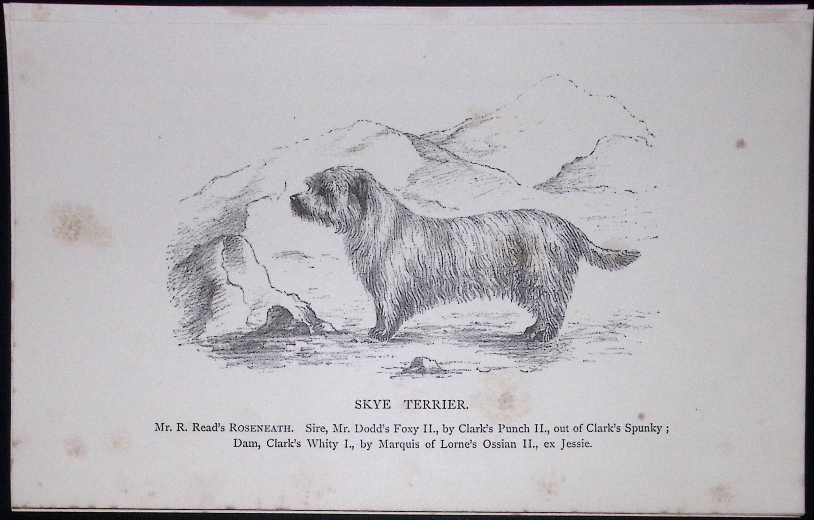 Skye Terrier British Dogs by Hugh Dalziel 1889 Antique Book Plate-59: Title: Skye Terrier British Dogs by Hugh Dalziel 1889 Antique Book Plate-59 Description: This Antique Book Plate Was Removed from a Edition of British Dogs by Hugh Dalziel 1889. <