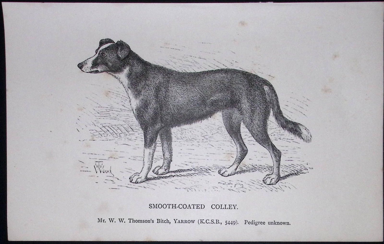 Smooth Coated Colley British Dogs by Hugh Dalziel 1889 Antique Book Plate-39: Title: Smooth Coated Colley British Dogs by Hugh Dalziel 1889 Antique Book Plate-39 Description: This Antique Book Plate Was Removed from a Edition of British Dogs by Hugh Dalziel 18