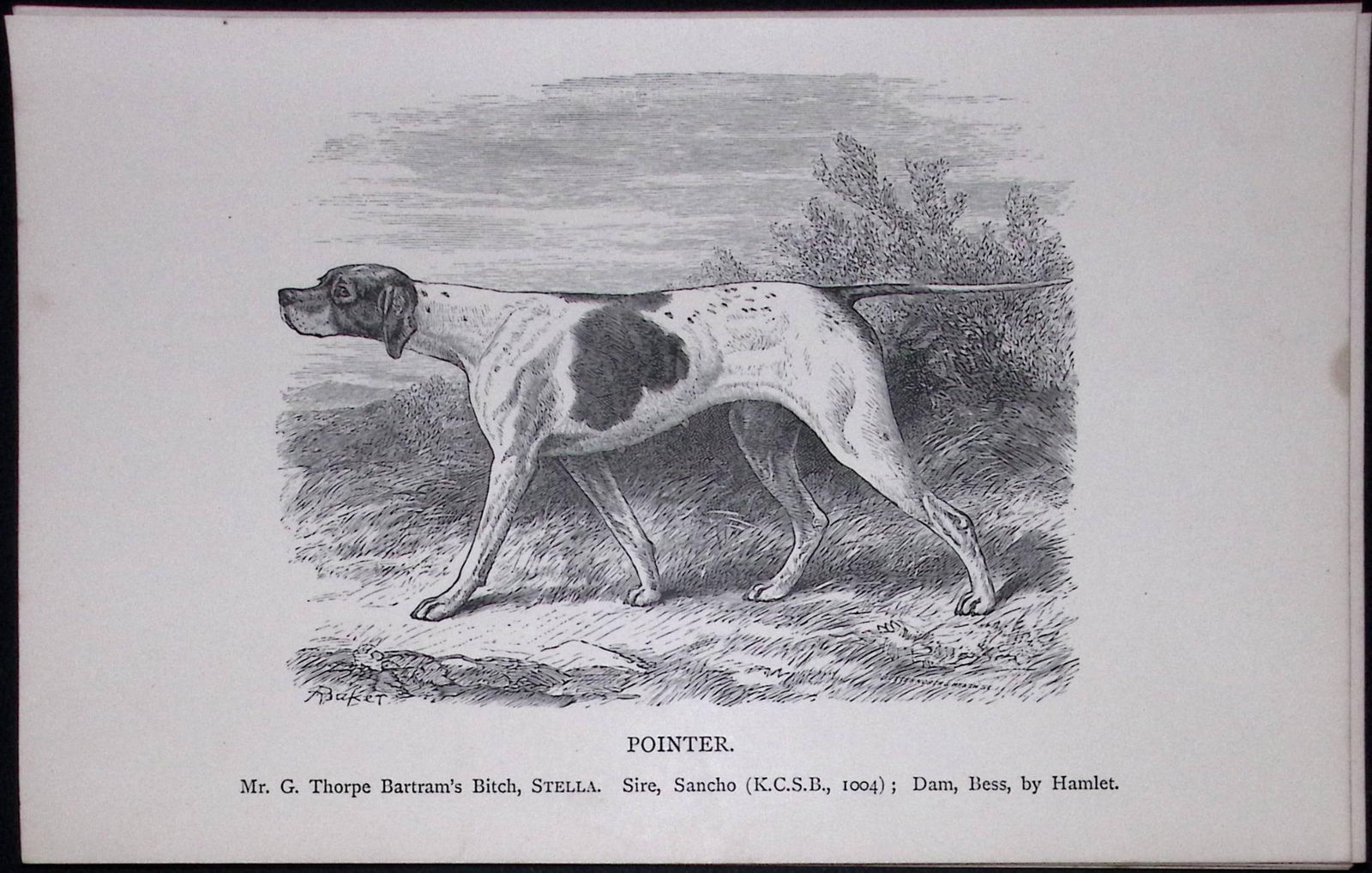 The Pointer British Dogs by Hugh Dalziel 1889 Antique Book Plate-27: Title: The Pointer British Dogs by Hugh Dalziel 1889 Antique Book Plate-27 Description: This Antique Book Plate Was Removed from a Edition of British Dogs by Hugh Dalziel 1889.