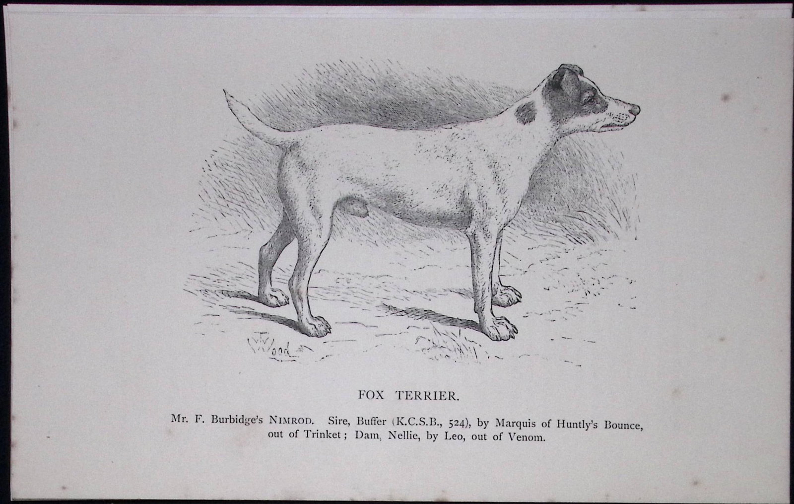 Fox Terrier British Dogs by Hugh Dalziel 1889 Antique Book Plate-53: Title: Fox Terrier British Dogs by Hugh Dalziel 1889 Antique Book Plate-53 Description: This Antique Book Plate Was Removed from a Edition of British Dogs by Hugh Dalziel 1889.