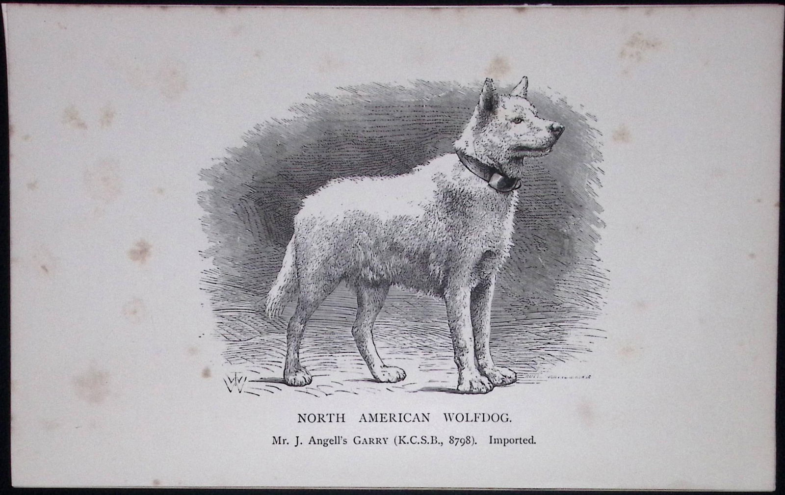 North American Wolfdog British Dogs by Hugh Dalziel 1889 Antique Book Plate-41: Title: North American Wolfdog British Dogs by Hugh Dalziel 1889 Antique Book Plate-41 Description: This Antique Book Plate Was Removed from a Edition of British Dogs by Hugh Dalziel
