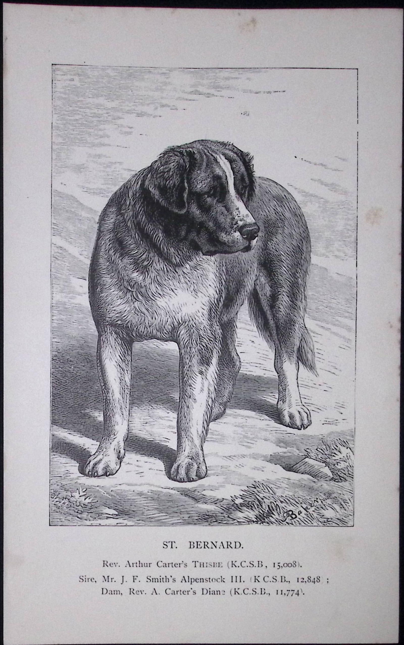 St Bernard British Dogs by Hugh Dalziel 1889 Antique Book Plate-44: Title: St Bernard British Dogs by Hugh Dalziel 1889 Antique Book Plate-44 Description: This Antique Book Plate Was Removed from a Edition of British Dogs by Hugh Dalziel 1889.