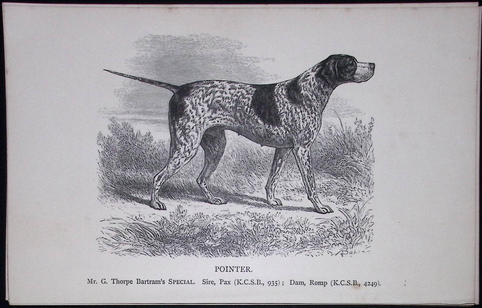 The Pointer Black Face British Dogs by Hugh Dalziel 1889 Antique Book Plate-29: Title: The Pointer Black Face British Dogs by Hugh Dalziel 1889 Antique Book Plate-29 Description: This Antique Book Plate Was Removed from a Edition of British Dogs by Hugh Dalziel
