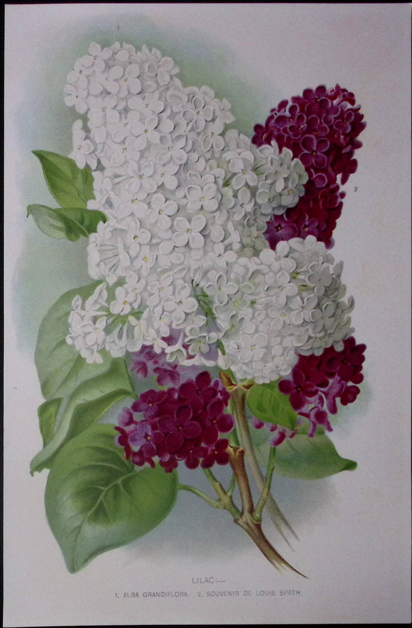 Selection of Lilacs Flowers Antique Edwardian Robert Thompson Print-15: Title: Selection of Lilacs Flowers Antique Edwardian Robert Thompson Print-15 Description: This Coloured Antique Print Measure Approximately 10.5” X 6.5” (Inches) 2