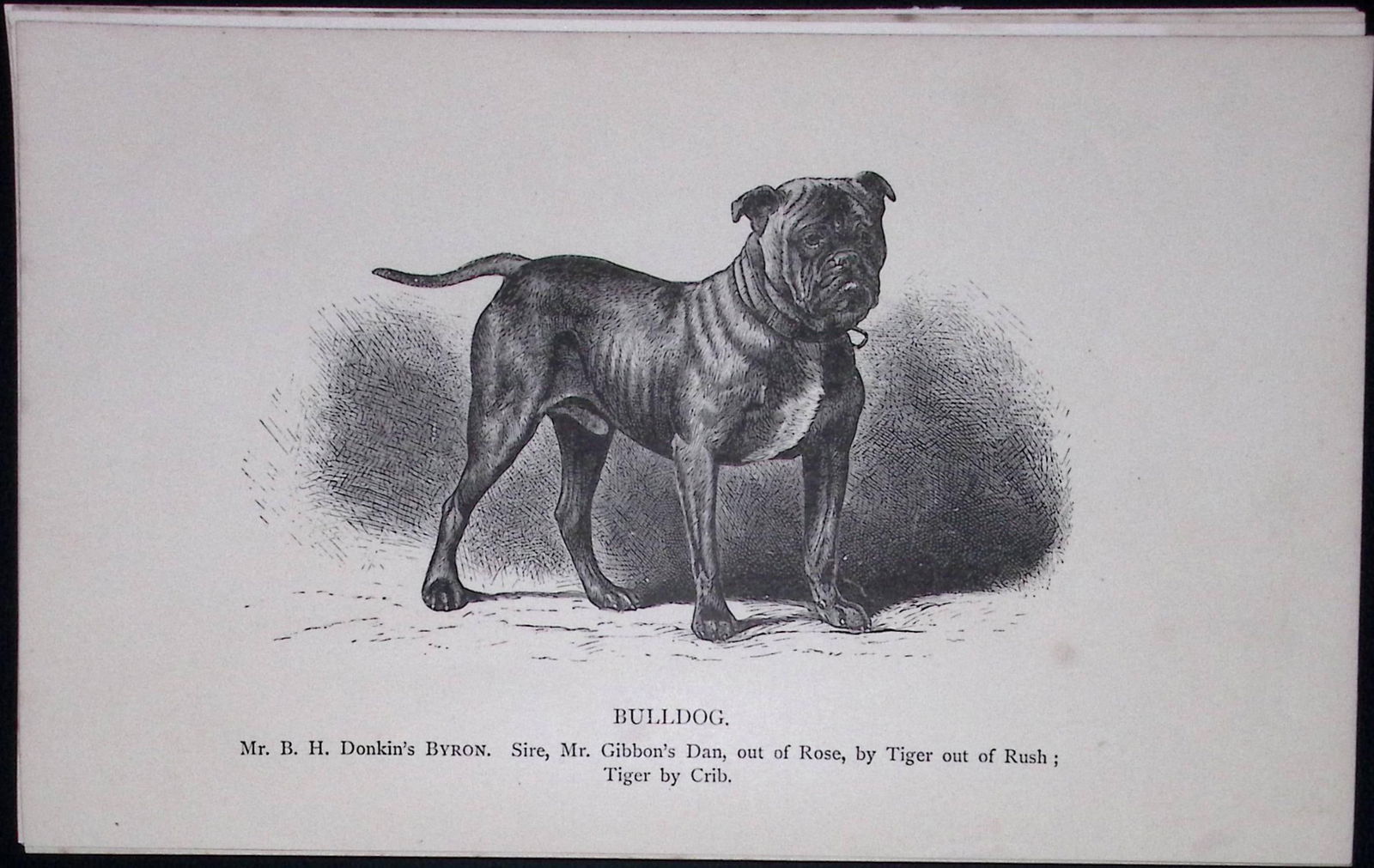 Bulldog British Dogs by Hugh Dalziel 1889 Antique Book Plate-43: Title: Bulldog British Dogs by Hugh Dalziel 1889 Antique Book Plate-43 Description: This Antique Book Plate Was Removed from a Edition of British Dogs by Hugh Dalziel 1889. </