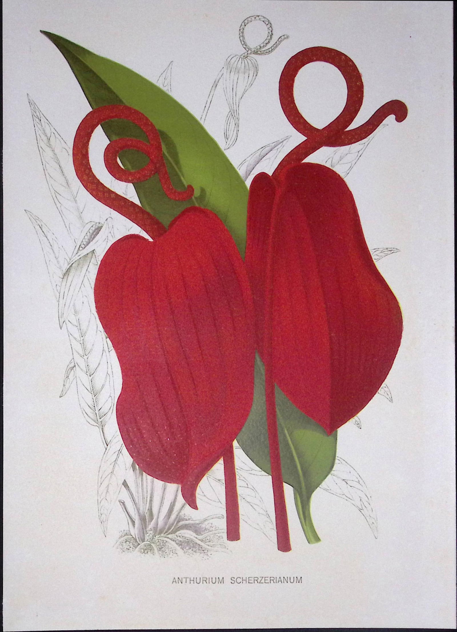 Anthurium Scherzerianum Flower Antique Edwardian Robert Thompson Print-9: Title: Anthurium Scherzerianum Flower Antique Edwardian Robert Thompson Print-9 Description: This Coloured Antique Print Measure Approximately 10.5” X 6.5” (Inches)